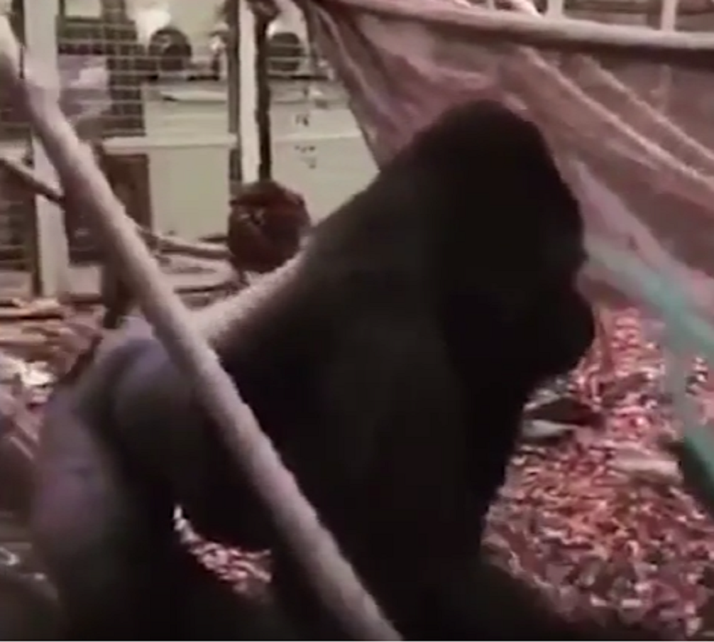 Tensión en el zoo de Londres por un gorila de 2 metros que se escapa