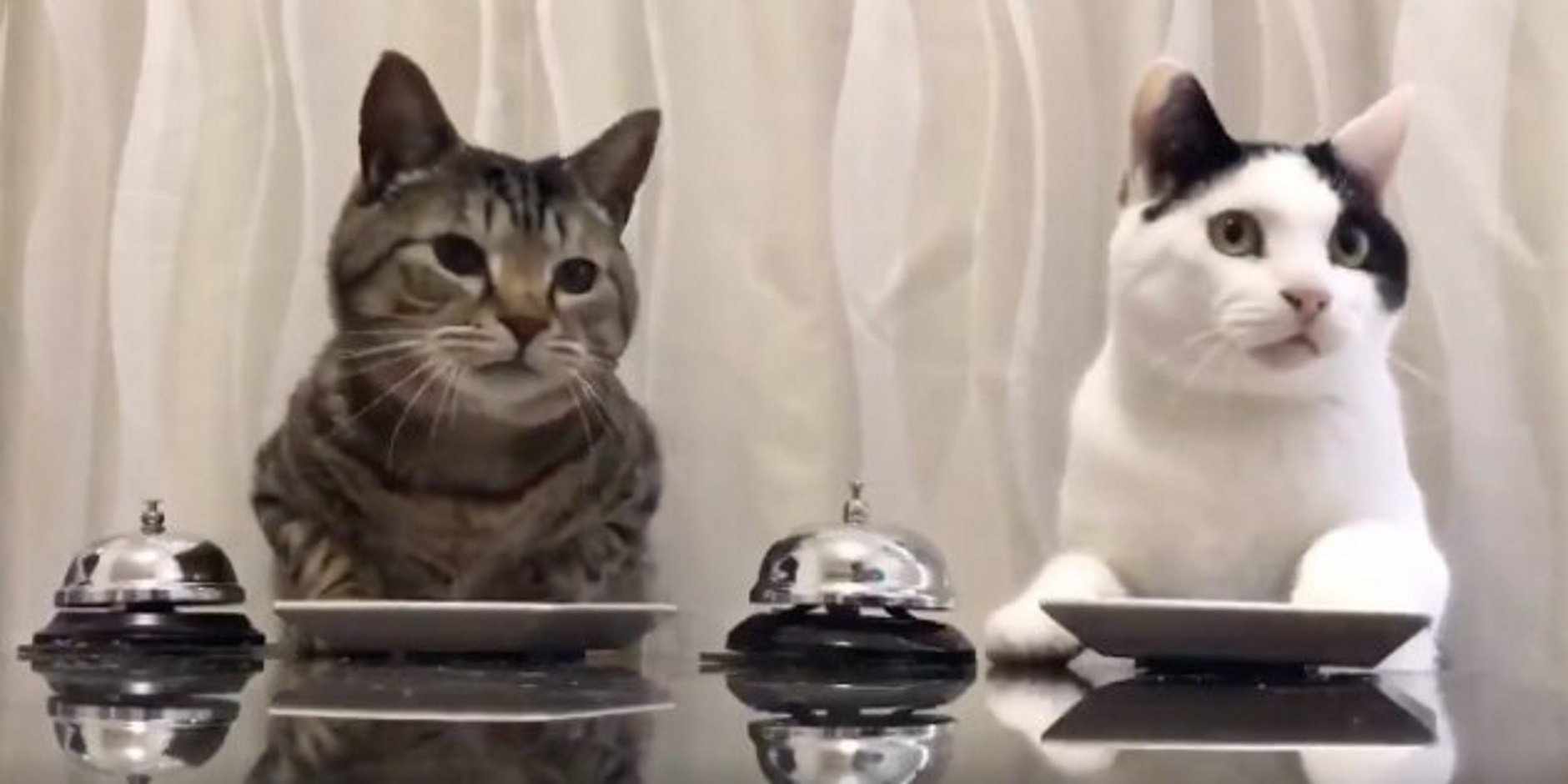 Aquests simpàtics gats tenen clar què han de fer per poder menjar