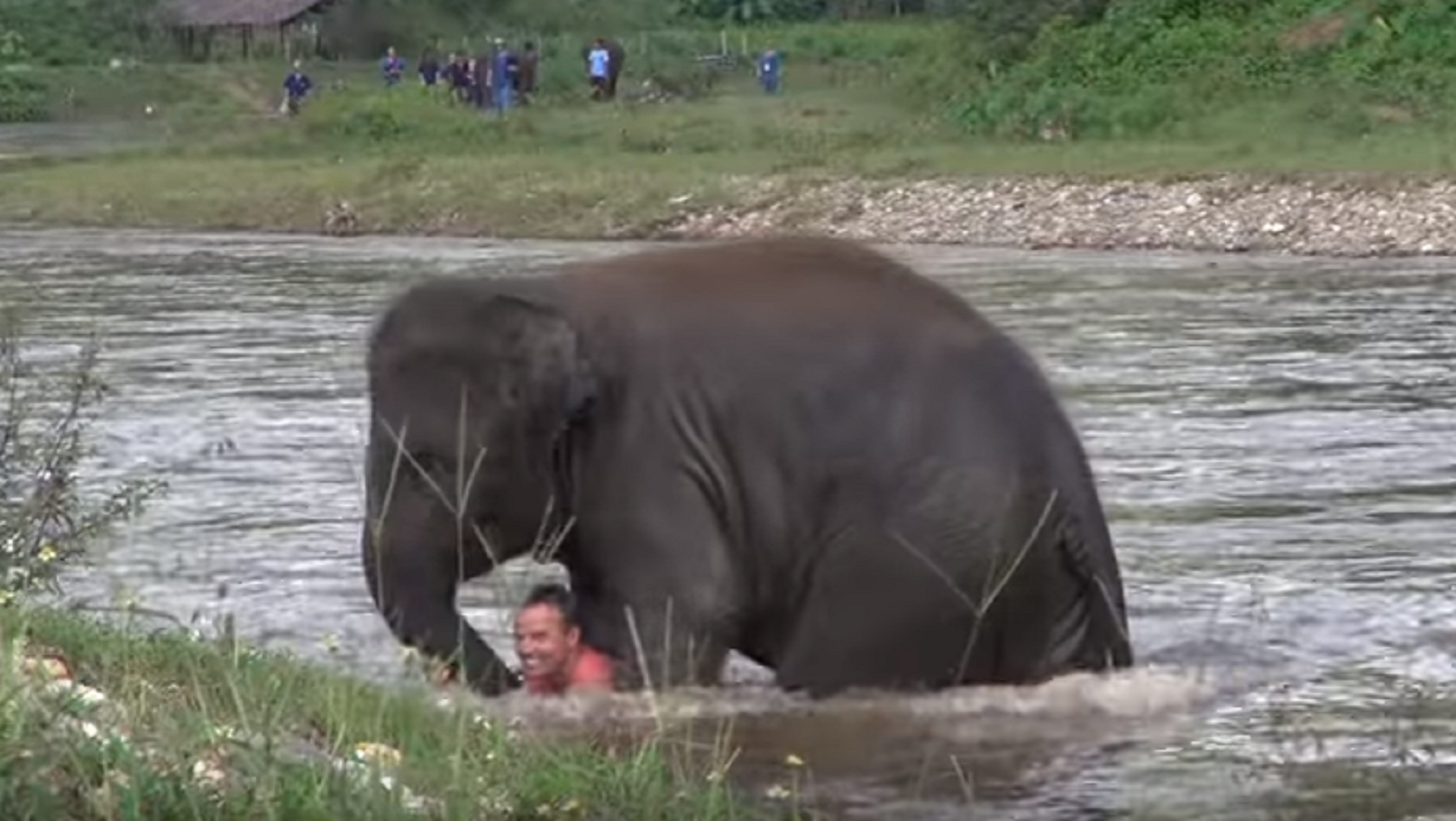 El elefante que se lanza al agua para salvar a su entrenador