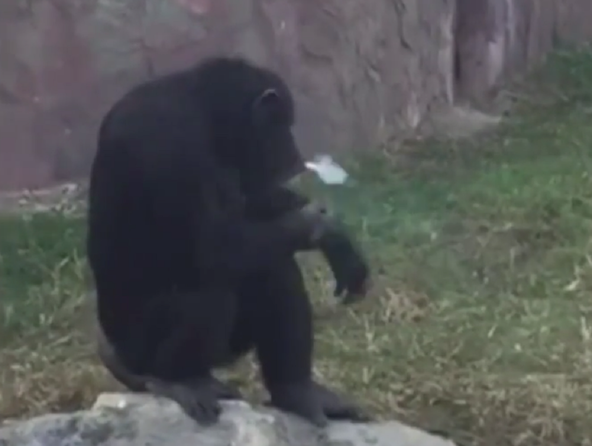 El chimpancé norcoreano que fuma en el zoo
