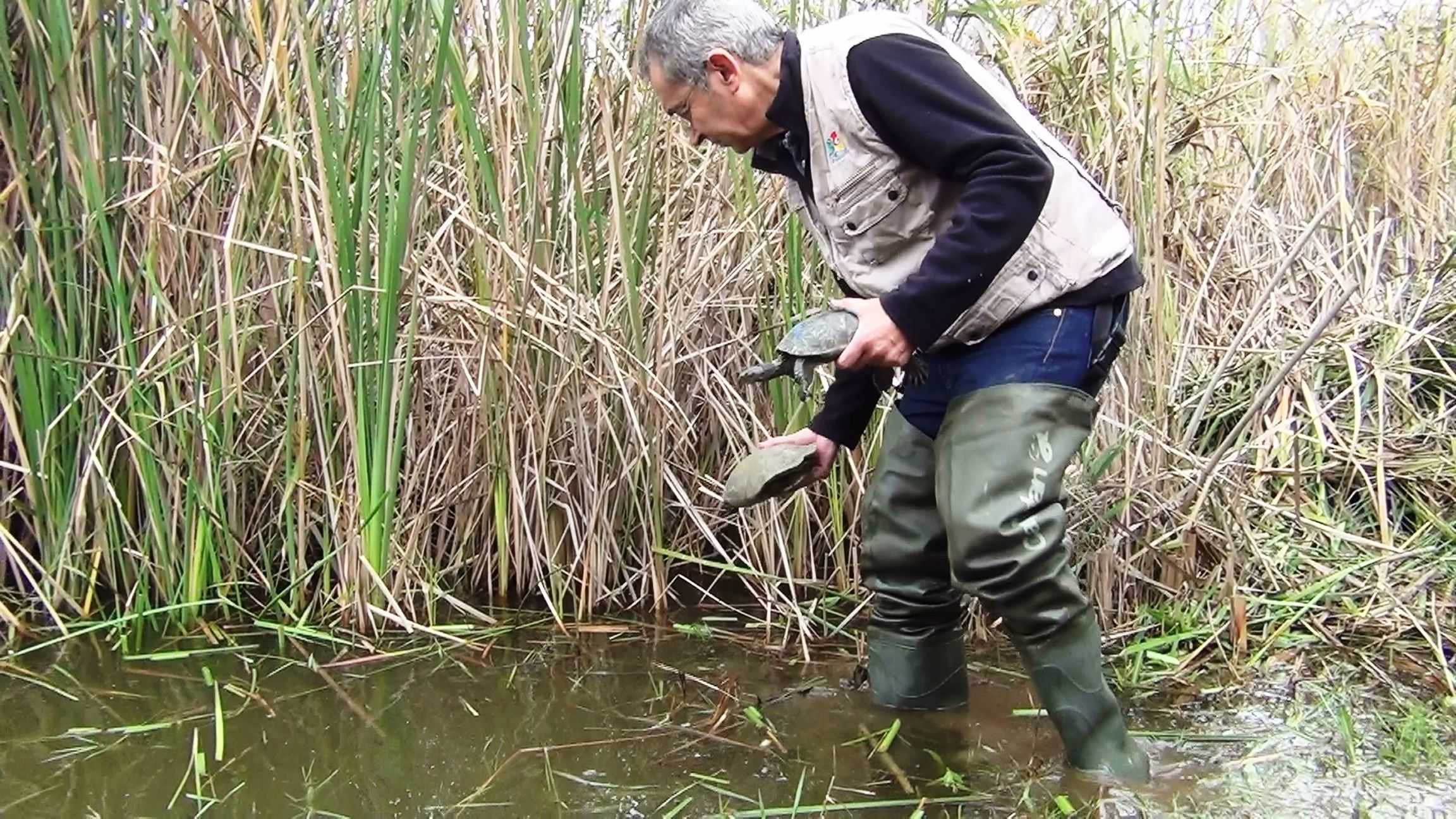 Liberan a 26 tortugas de arroyo en el Delta del Llobregat