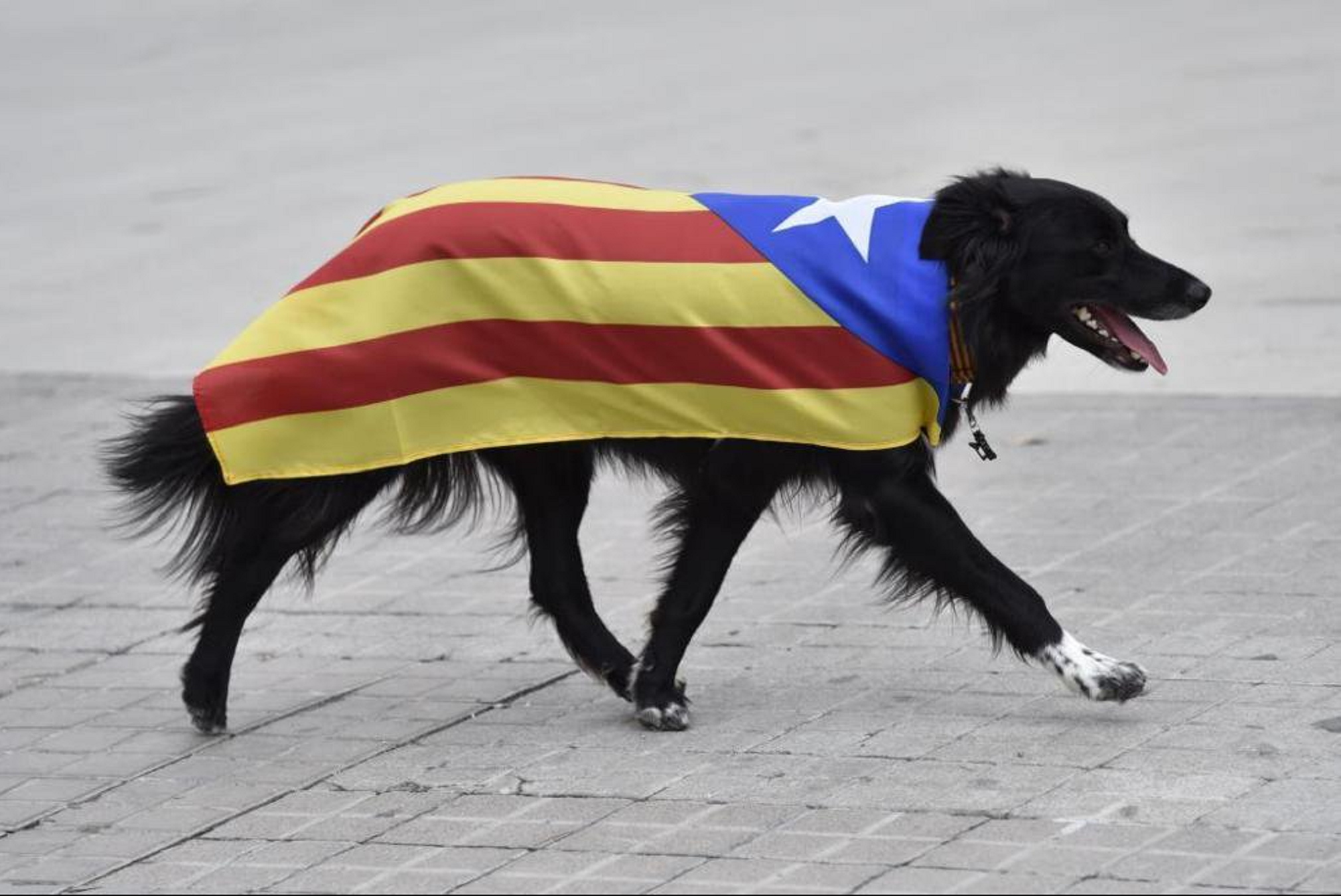 Una gossa de Jaén aprèn les ordres en català en 10 dies i l'unionisme borda