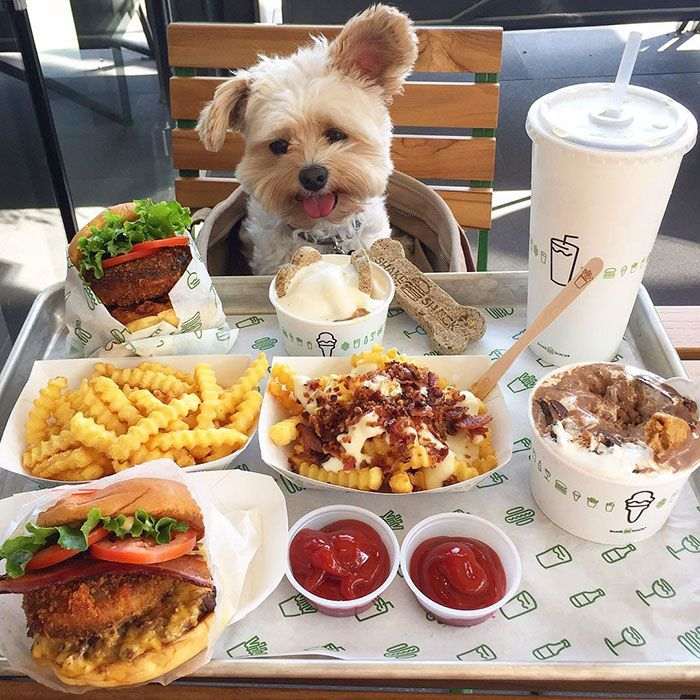 El perro amante de los restaurantes que triunfa en Instagram