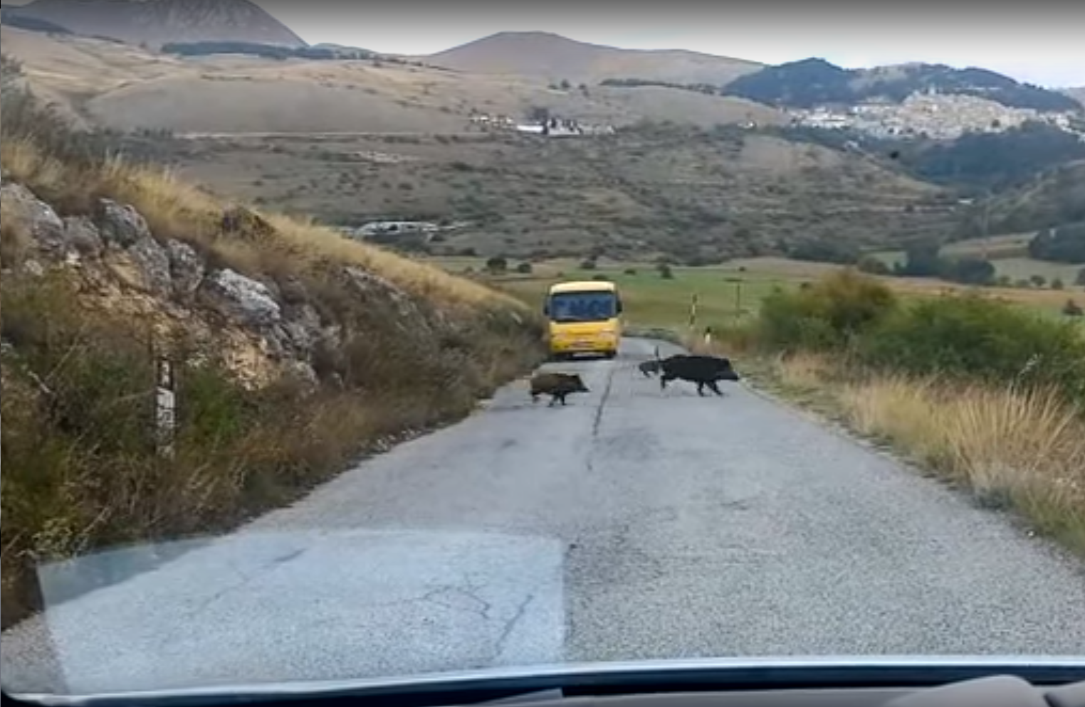 Vídeo: Una auténtica riada de jabalíes atravesando la carretera