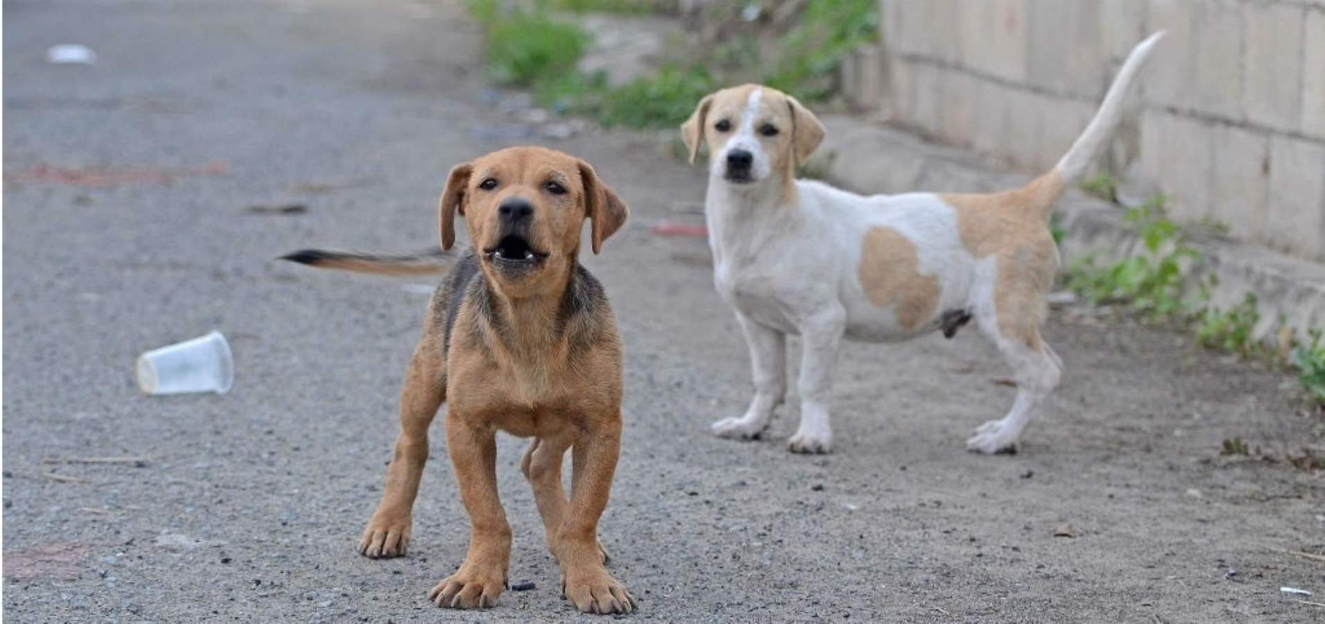 Víctor Mañanero López, adiestrador de perros; “La madre lo primero que hace es poner normas"
