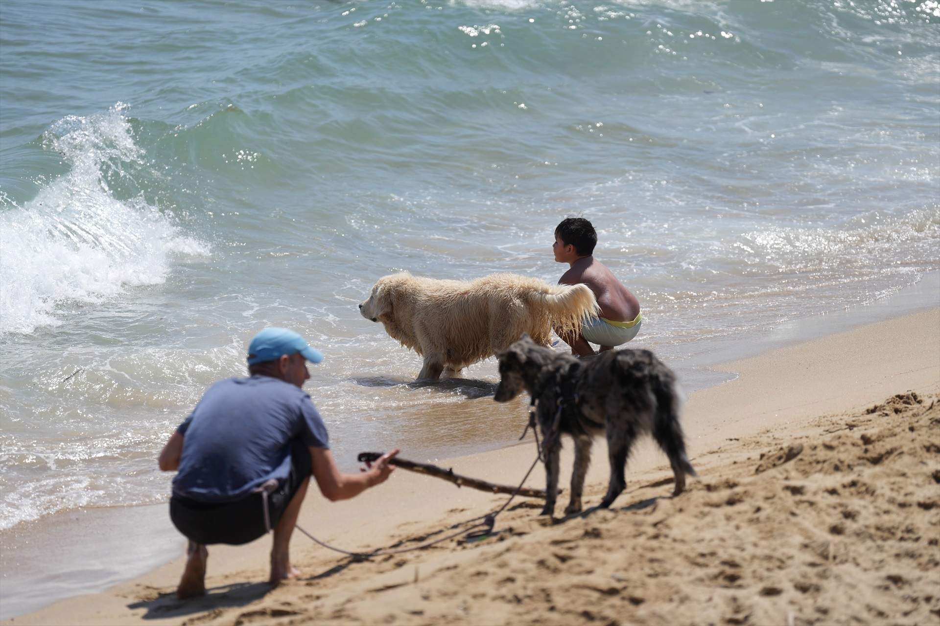 Gran éxito de un nuevo seguro veterinario para perros
