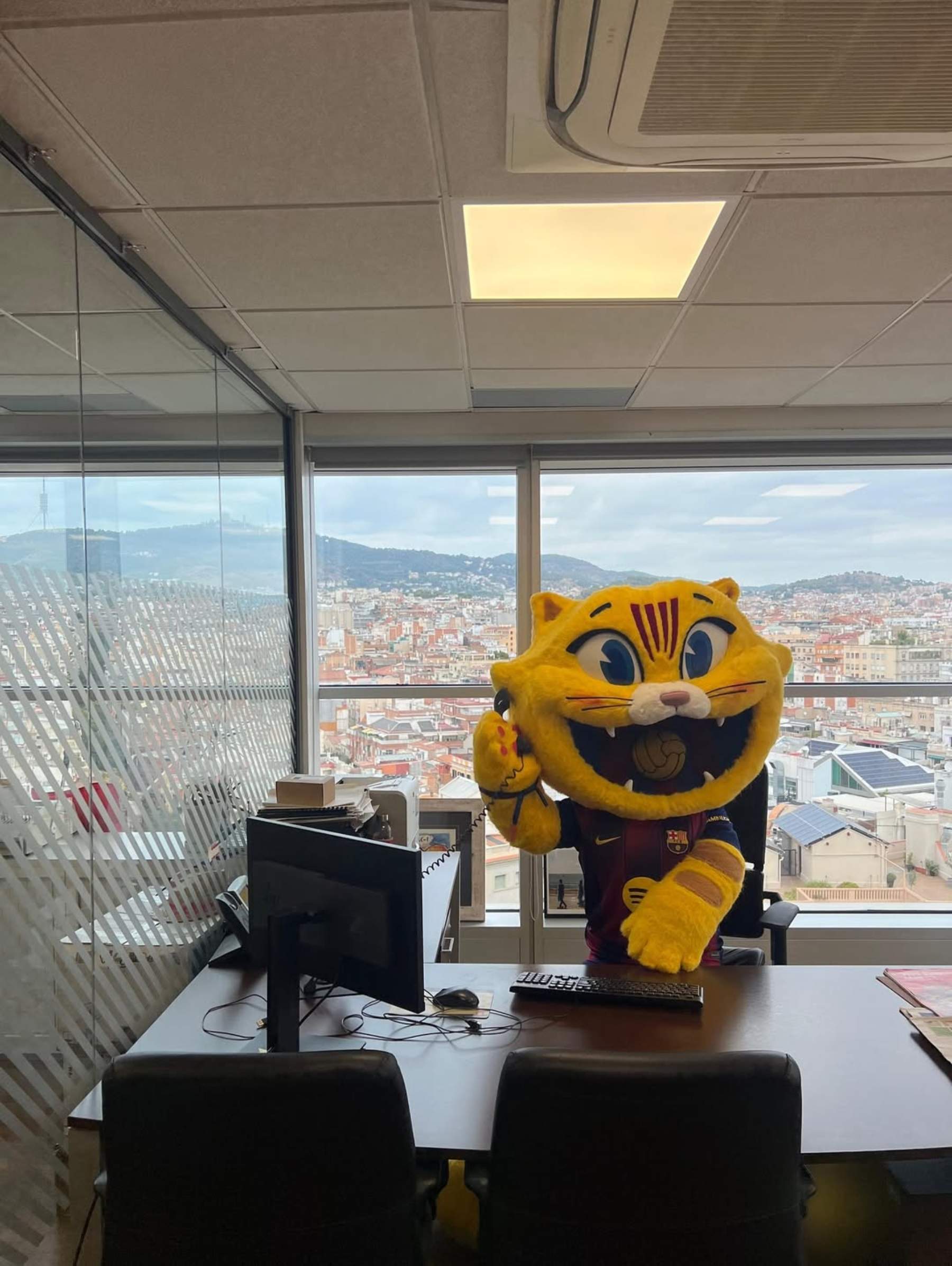 Cat se cuela en uno de los platós más importantes de la televisión catalana: revolución en la redacción