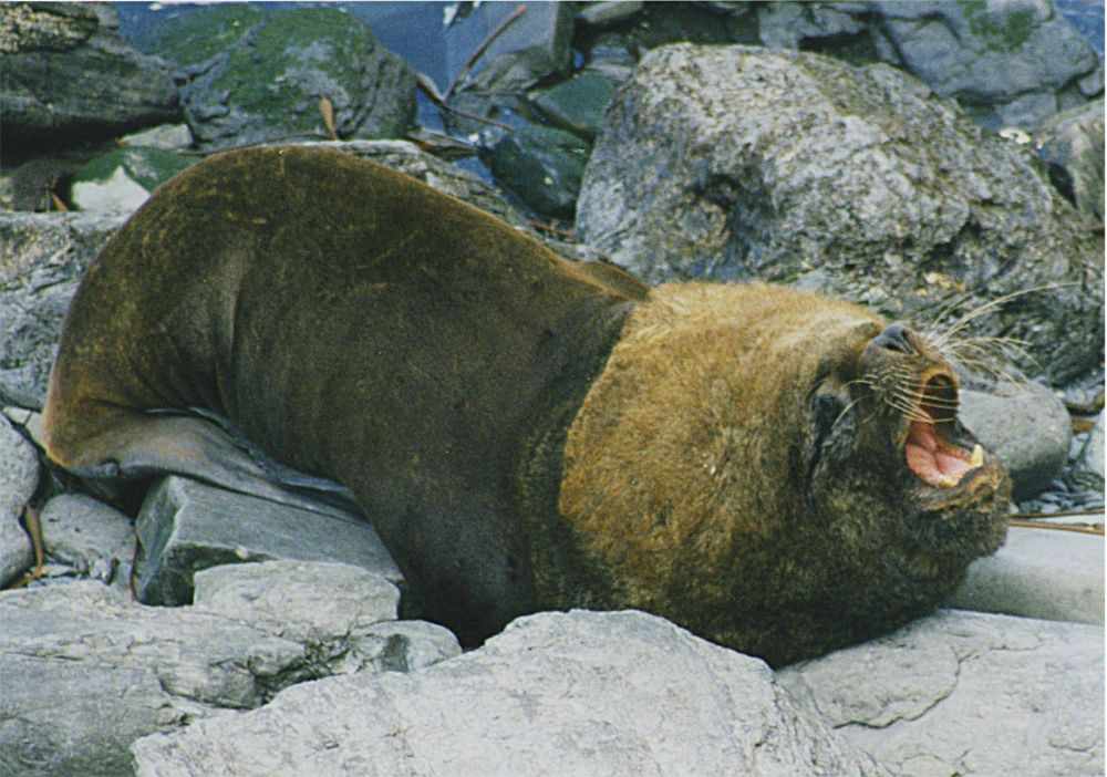 Un lleó marí ataca una turista anglesa a Gran Canària