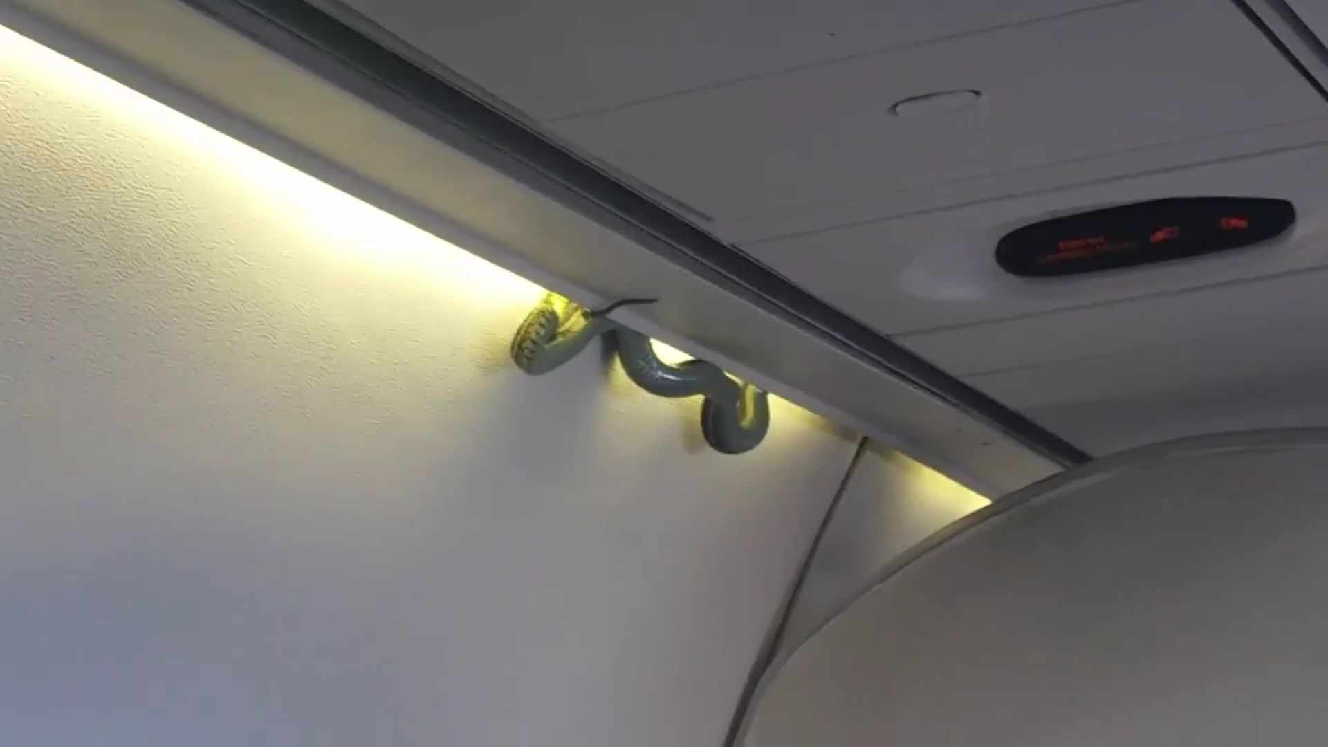Vídeo: Una serpiente se cuela en un vuelo a México