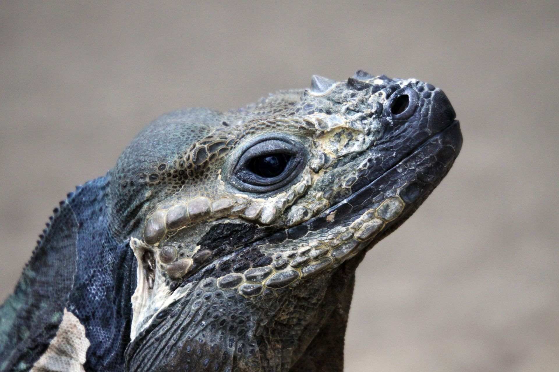 Nunca habrás sentido tanta empatía por las iguanas