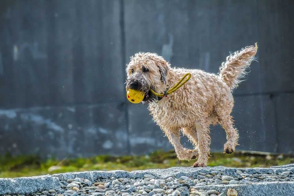 Los perros deportistas se citan este domingo en Gavà