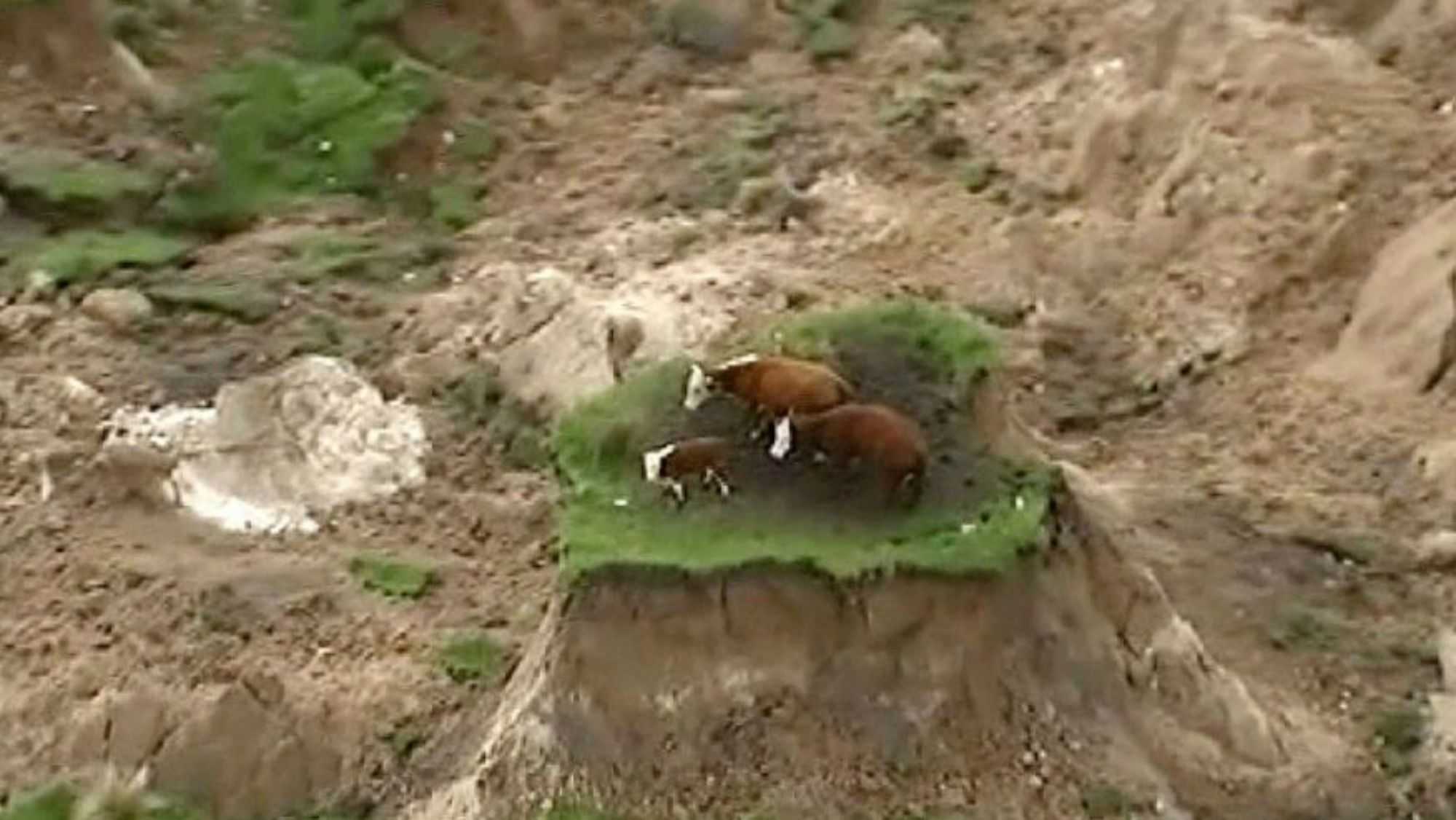 El increíble vídeo de tres vacas supervivientes del terremoto de Nueva Zelanda