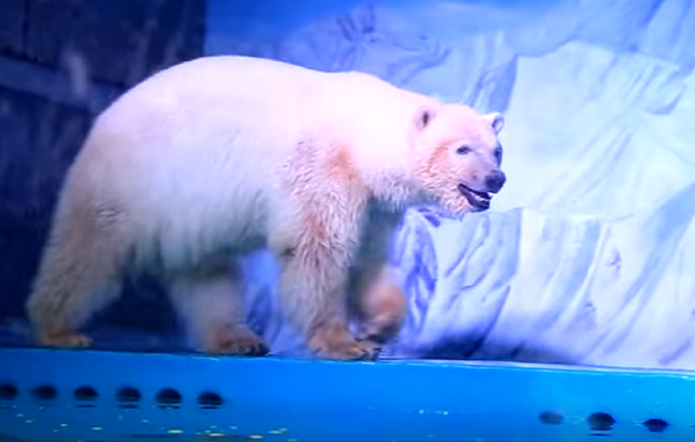 El oso polar 'más triste del planeta' vuelve a la naturaleza... por unos días