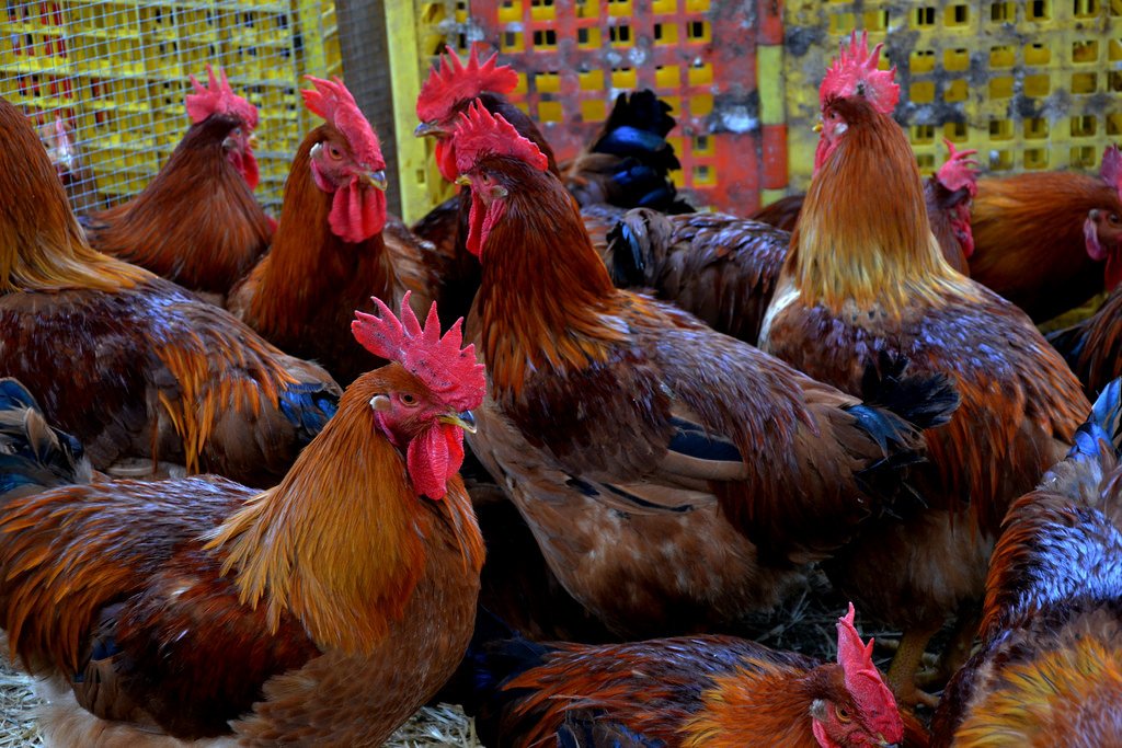 El gallo del Penedès y su relación con la viña