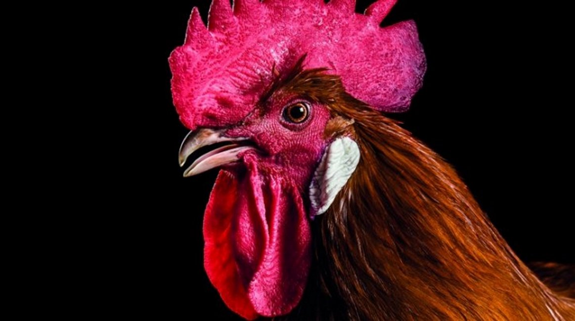 Pollo y capón del Prat: un placer para los sentidos y una fuente de salud