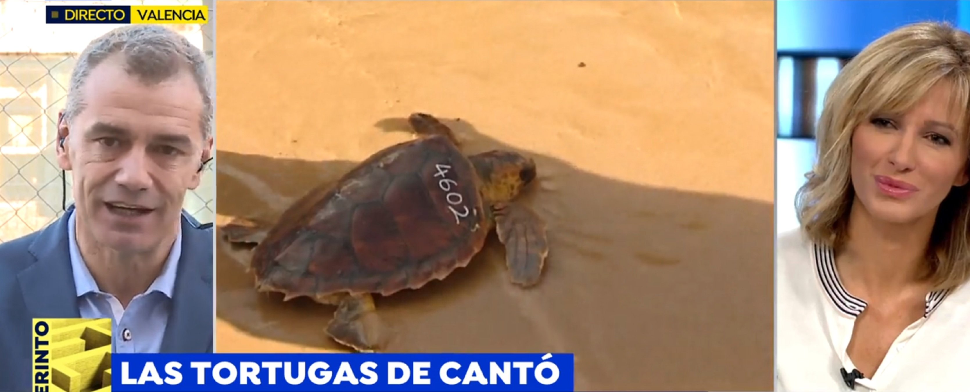 Toni Cantó, denunciat per tenir 40 tortugues: "Tengo muchos bichos en casa"