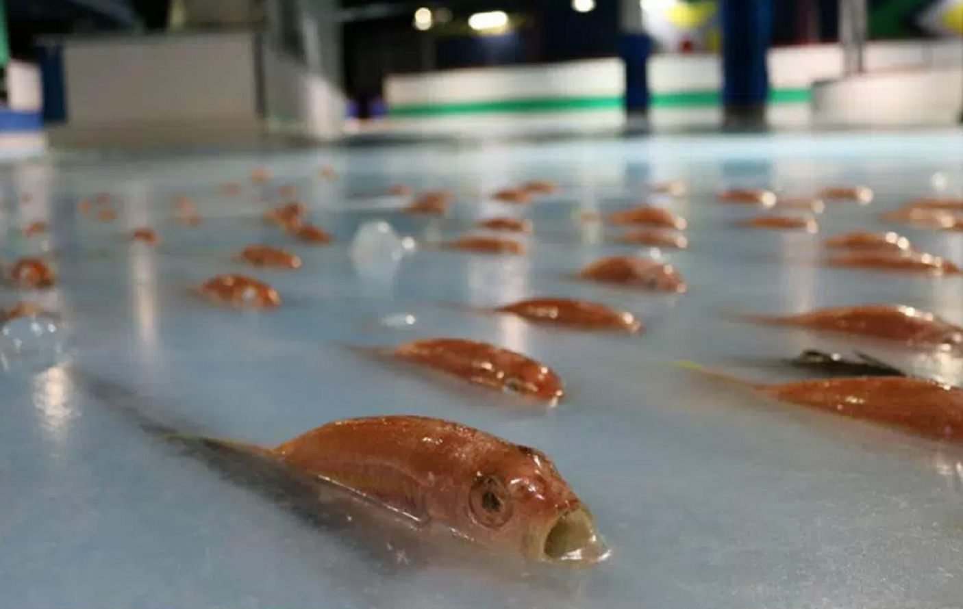 Congelan 5.000 peces para adornar una pista de hielo en Japón