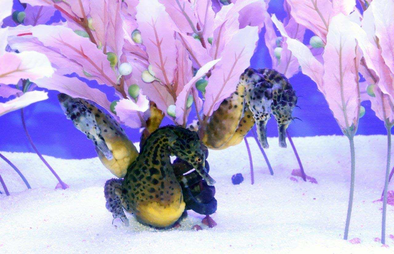 Desembarque de caballitos de mar en el Zoo de Barcelona