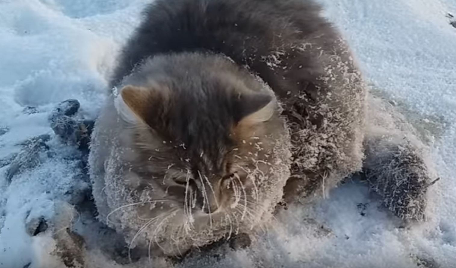 El gato helado de Rusia que salvan en el último suspiro