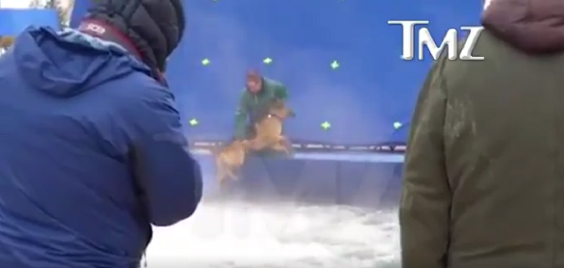 Boicot a la película 'A Dog's Purpose' por maltratar a un perro en el rodaje
