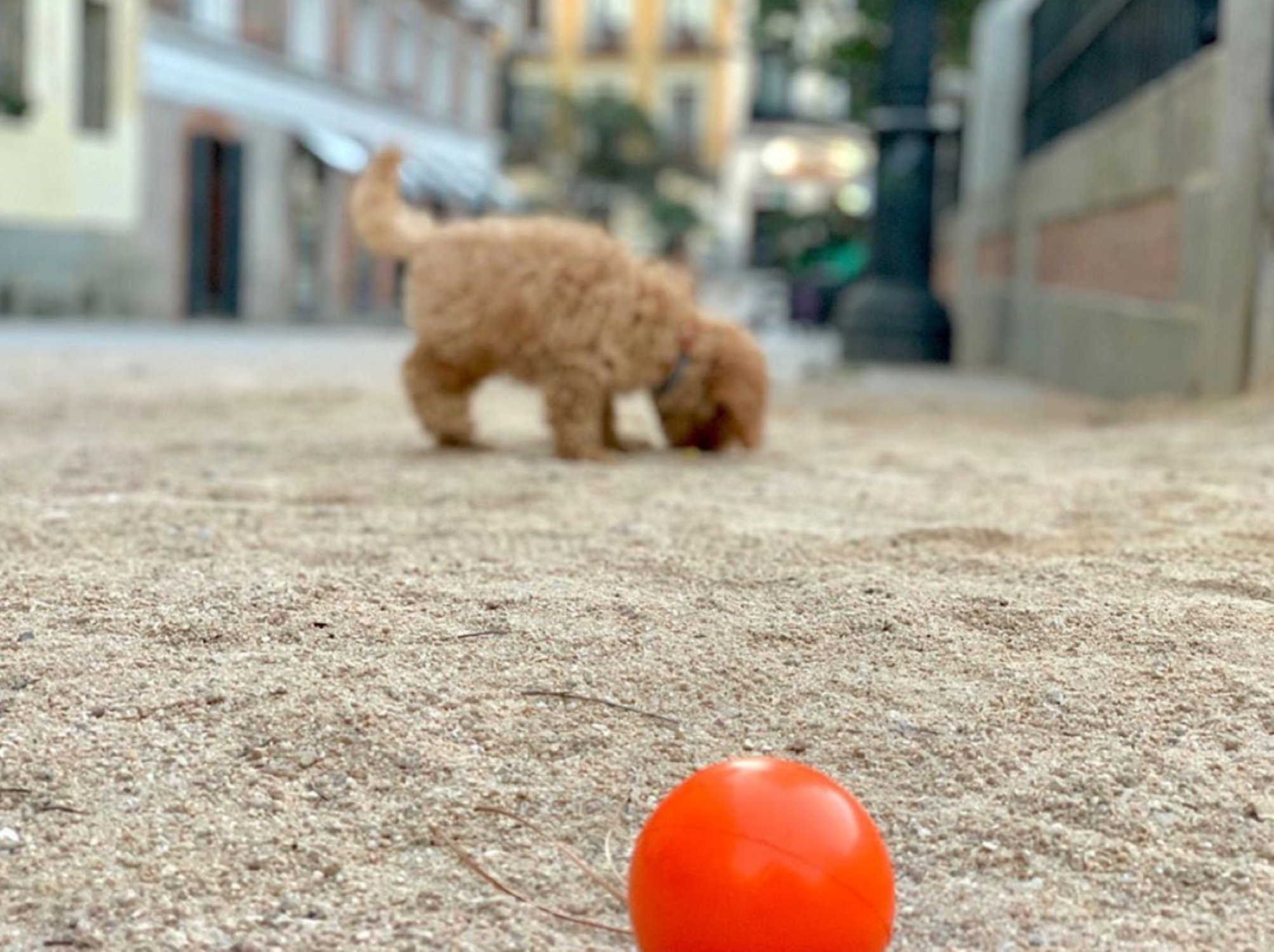 ¿Es realmente Lucas de Cs? Ridículo de Griso con un nuevo vídeo del perro de Rivera