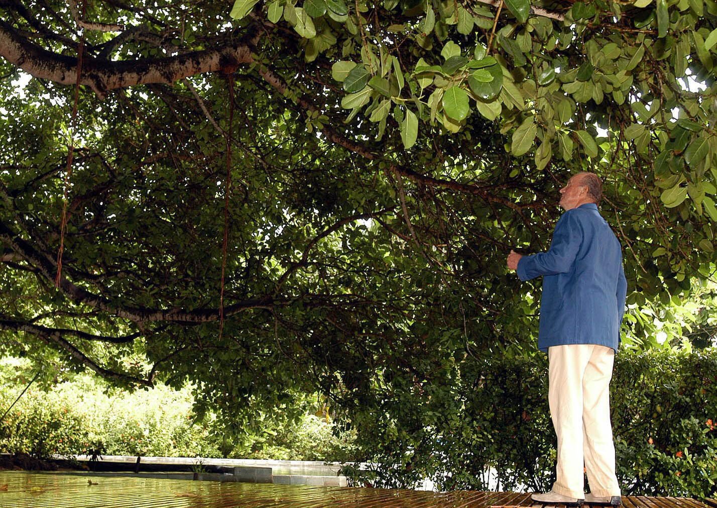 El rei Joan Carles s'obre el cap en fotre's una nata contra un arbre passejant