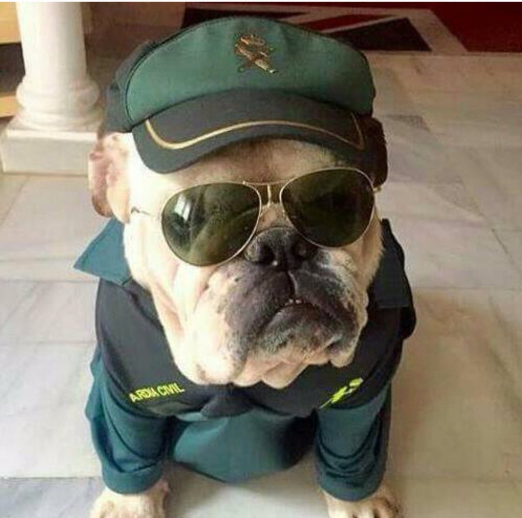 La Guardia Civil disfraza un perro con su uniforme: Si fuera TV3...