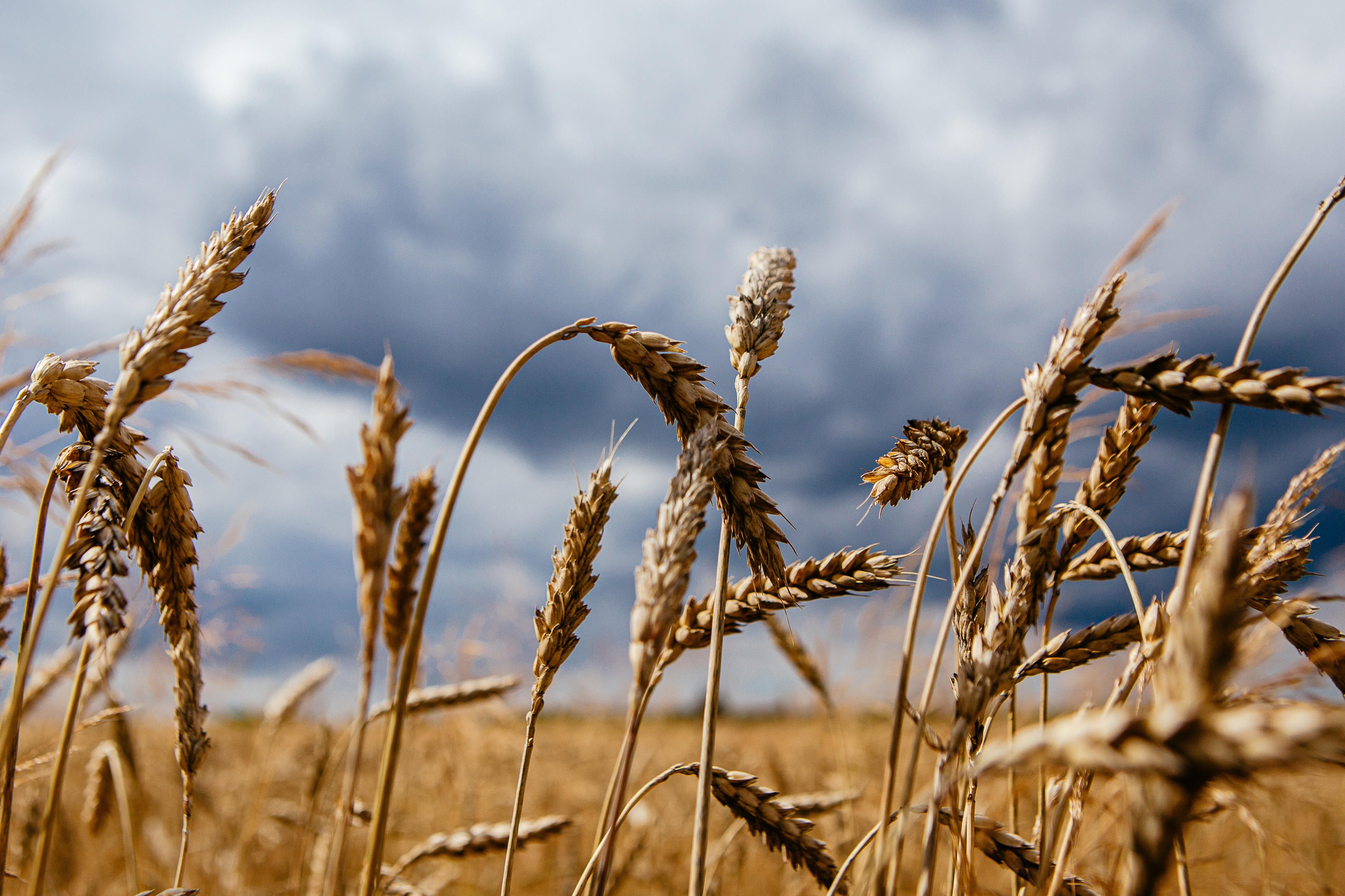 Los precios mundiales de los alimentos caen un 20% gracias a la mayor oferta de cereales y aceites vegetales