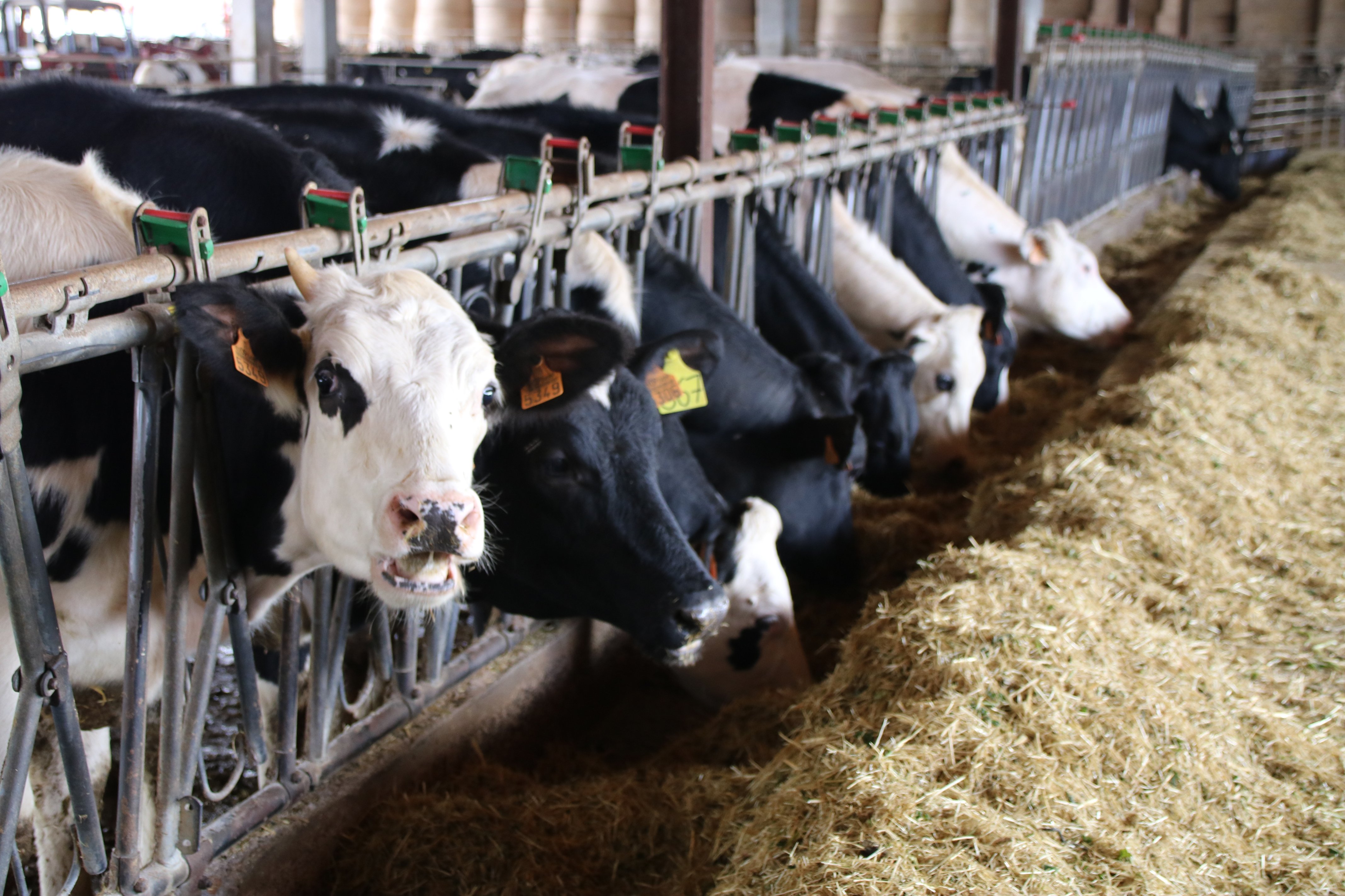 La escalada de precios se lleva por delante el 43% de las granjas de leche de Girona en un año