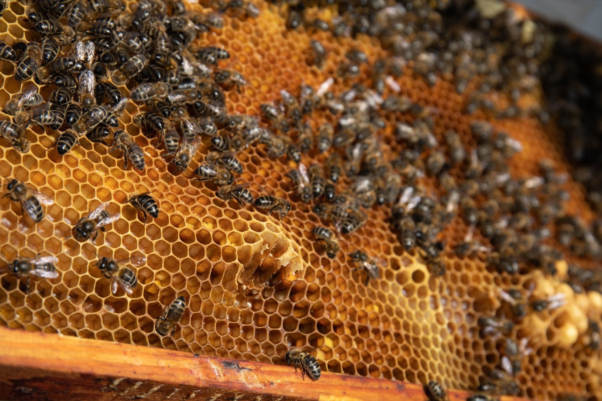La mel espanyola en risc: producció al 50% i rècord d'importació de la Xina