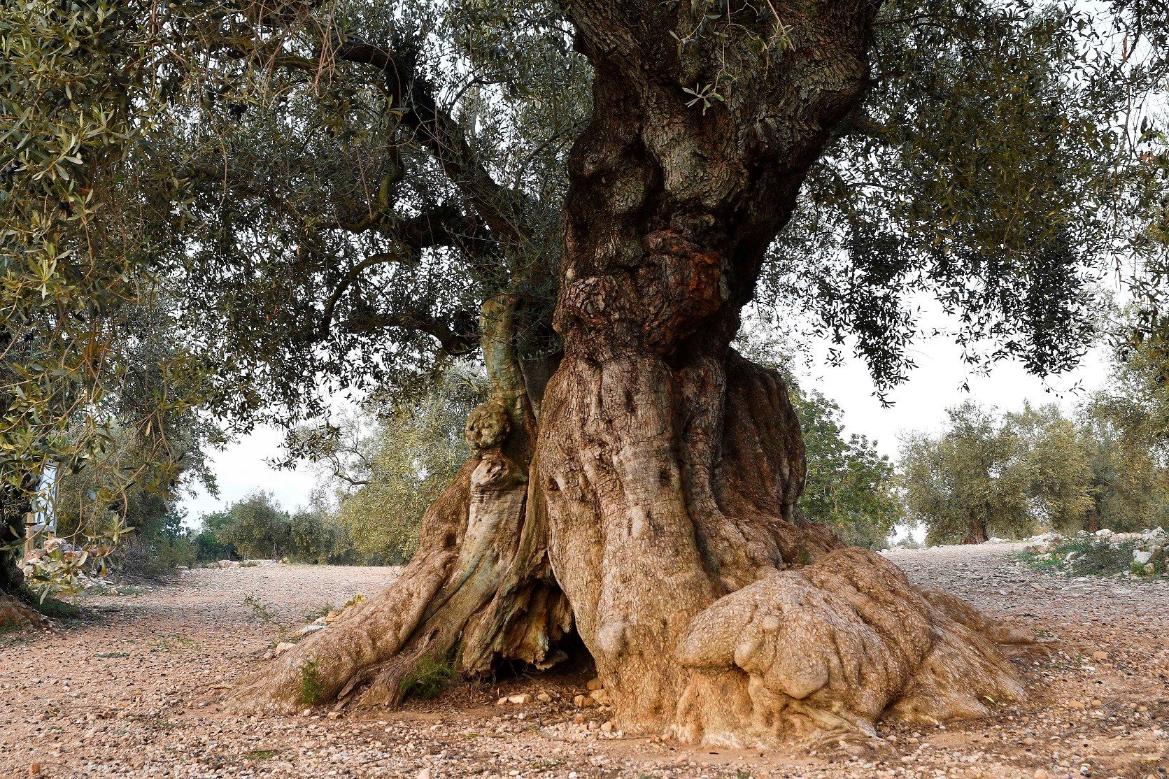 Del profesor 4.0 a los olivos monumentales, así se invierten los Next Generation