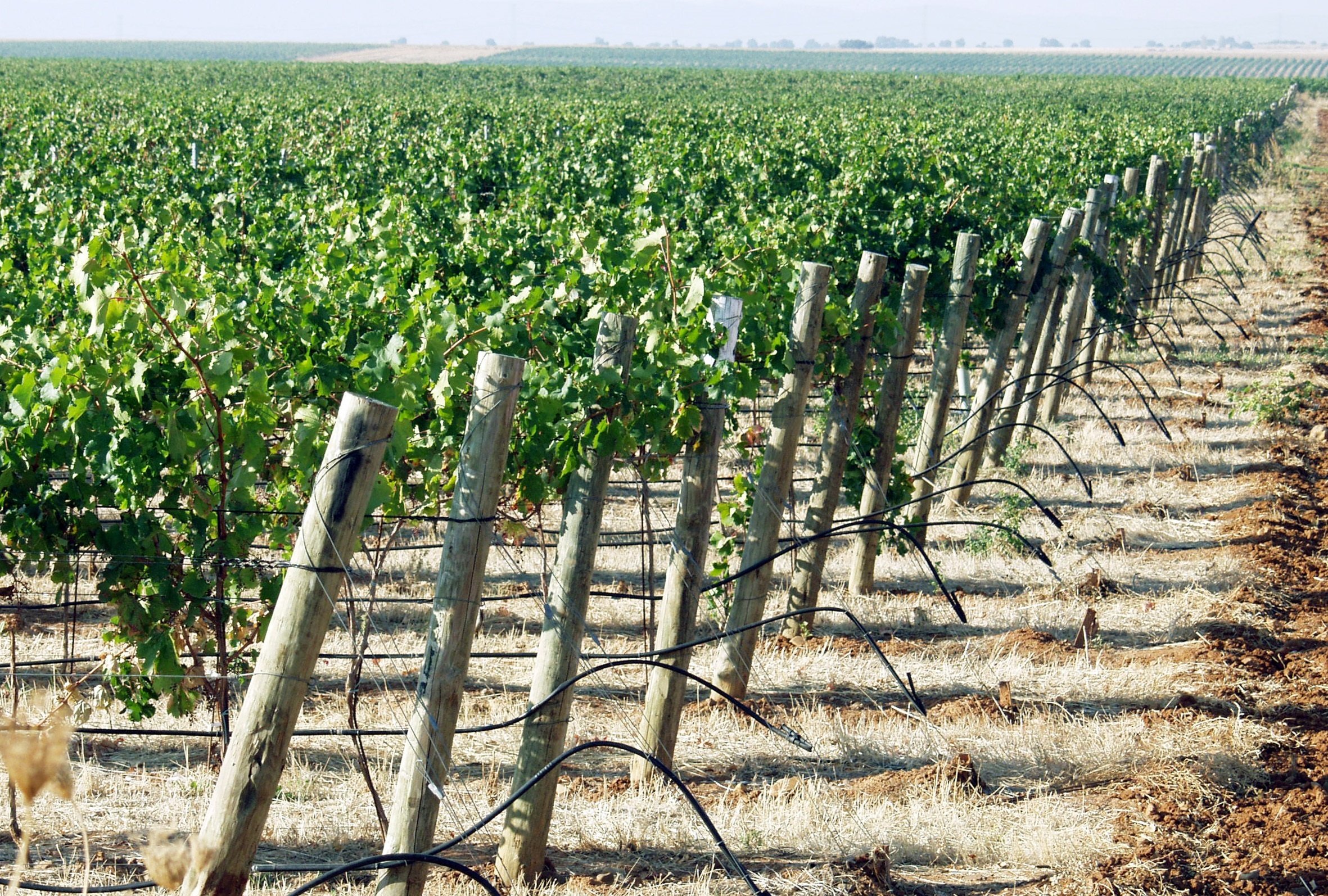 ¿Por qué los grandes fondos de inversión apuestan por el campo español?