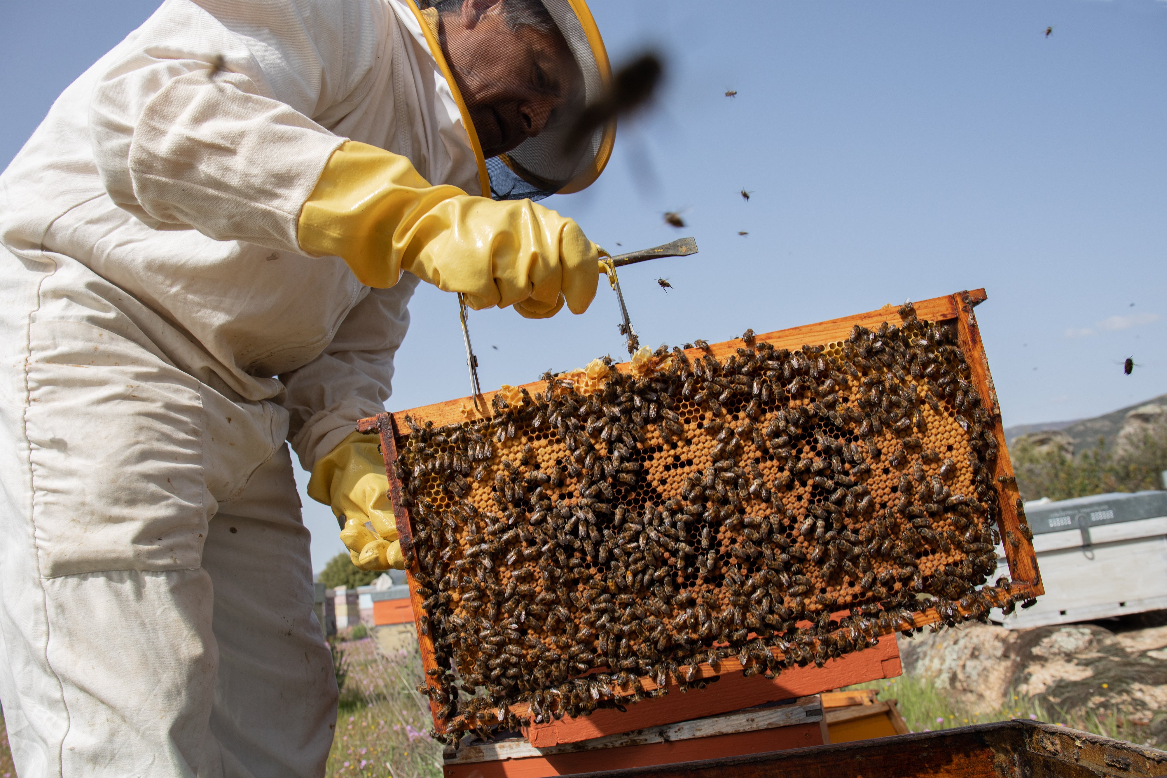 La crisi de l'apicultura afecta a més de 36.000 famílies