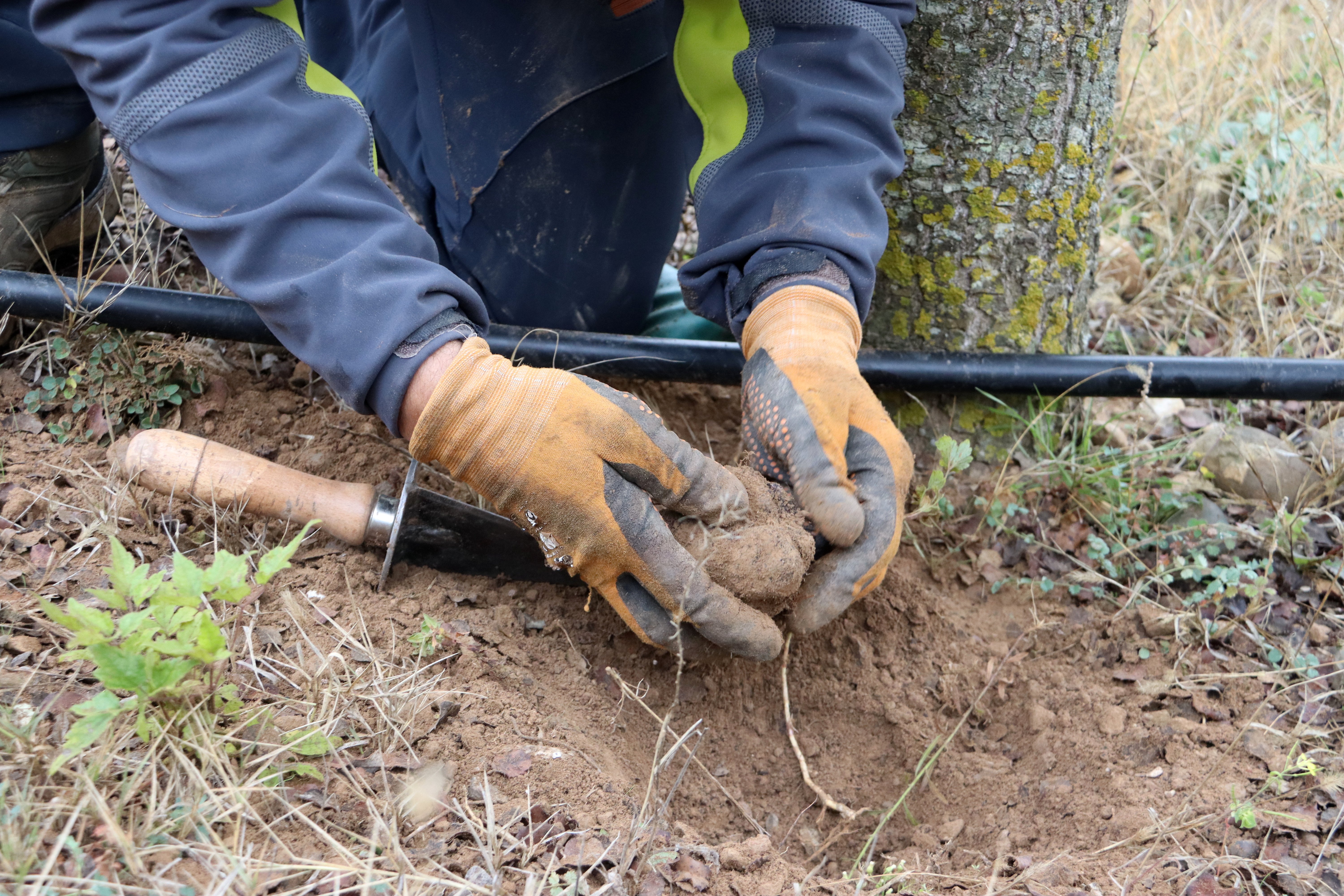 cultivo tófona catalunya