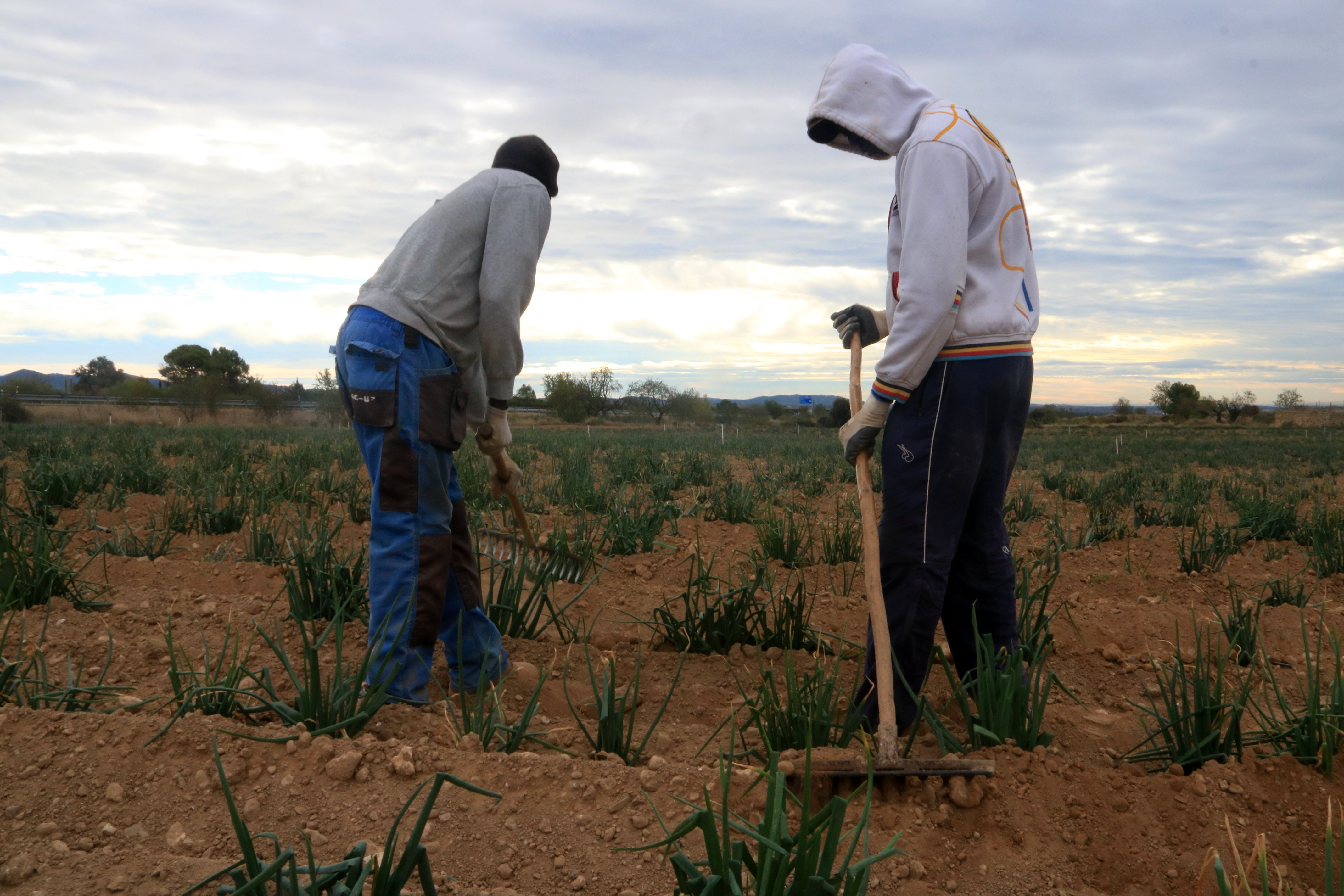 Els pagesos només reben un 6,5% del que el consumidor paga pels productes