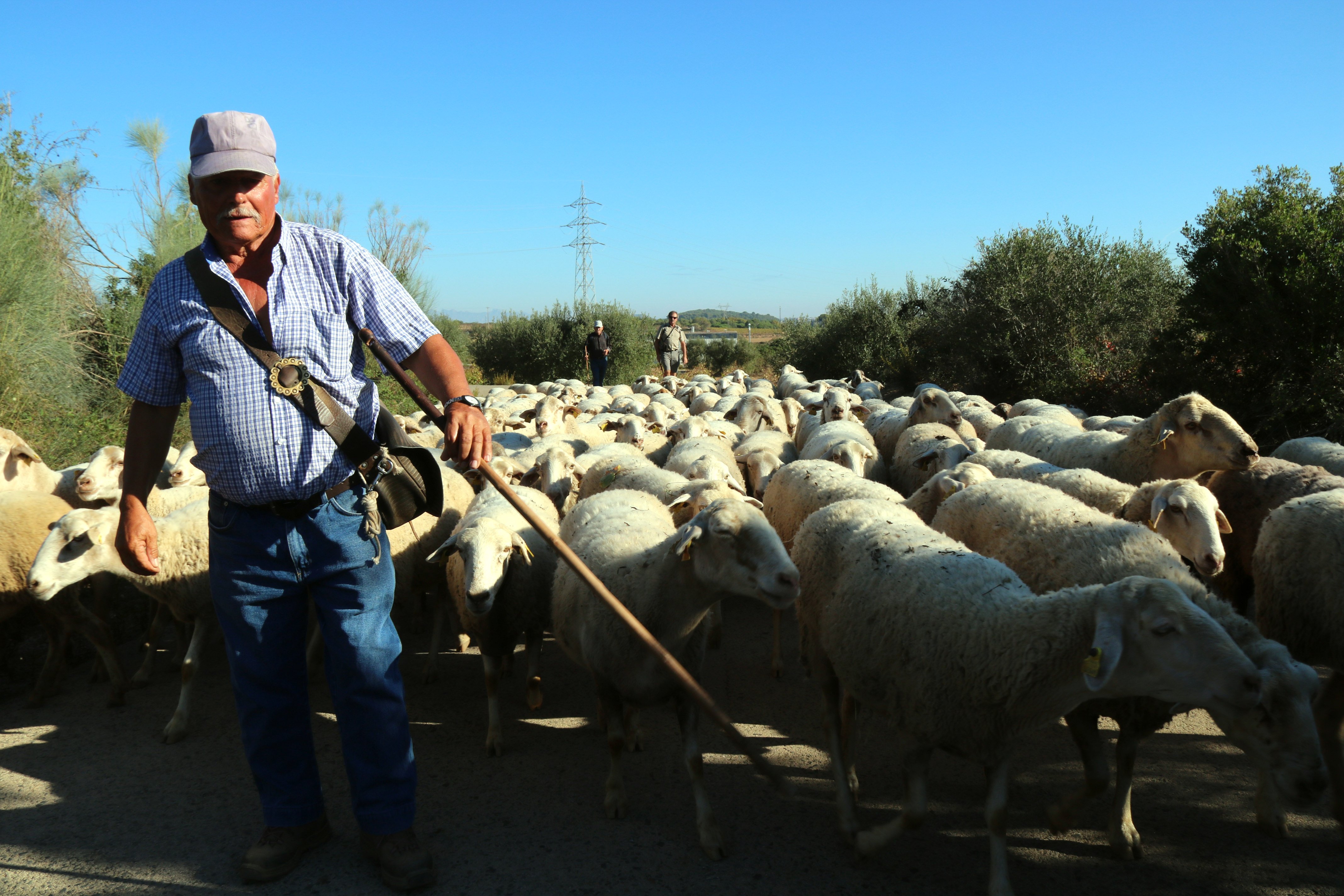 Unió de Pagesos reclama ajuts directes per a l'oví i cabrum i alerten: la sequera pot ser "l'estocada final"