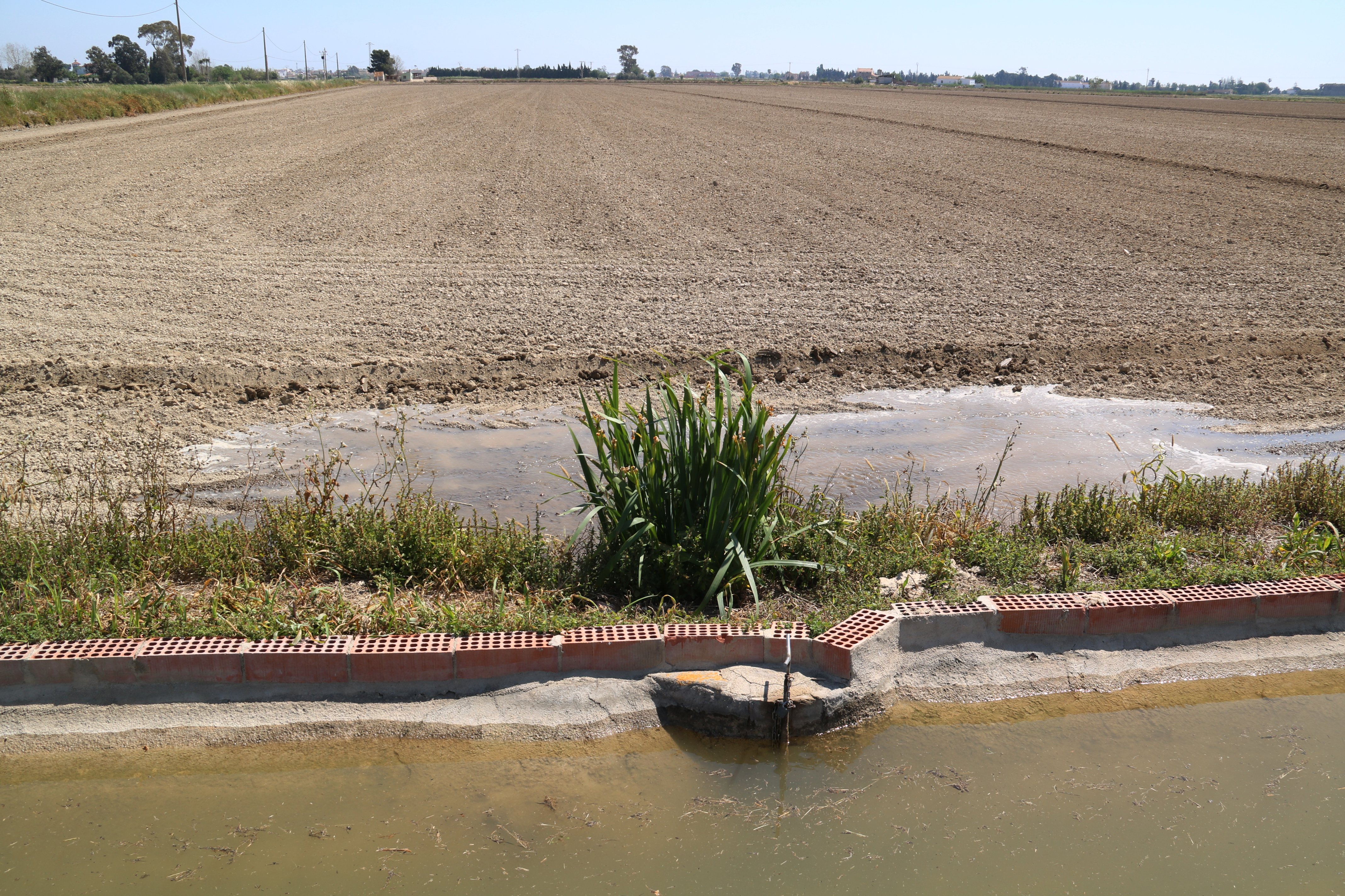 L'arròs del Delta de l'Ebre, amenaçat: "La sequera tancarà el reg a partir de juliol"