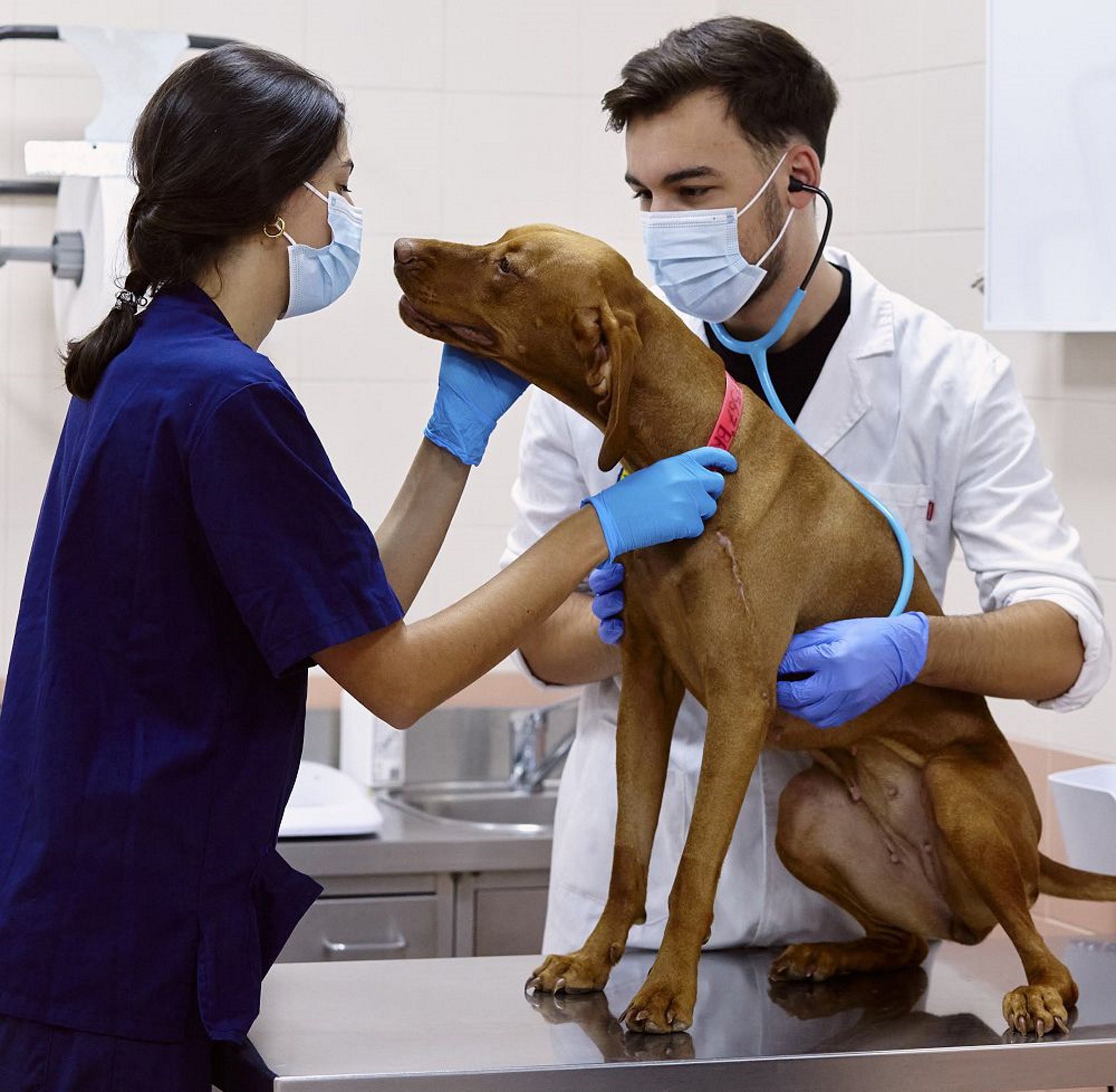 Les visites al veterinari ja es poden disparar fins als 314 euros per consulta