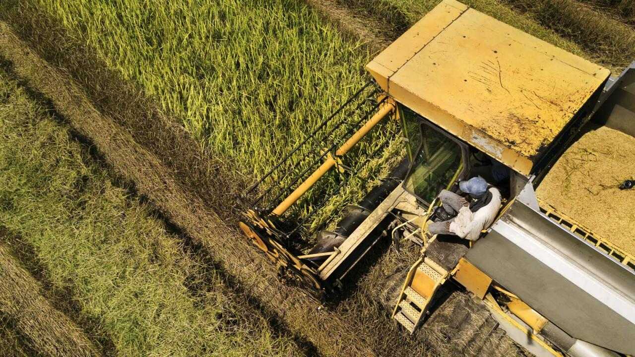 Bayer cierra un mal primer semestre lastrada por la caída de las ventas de glifosato