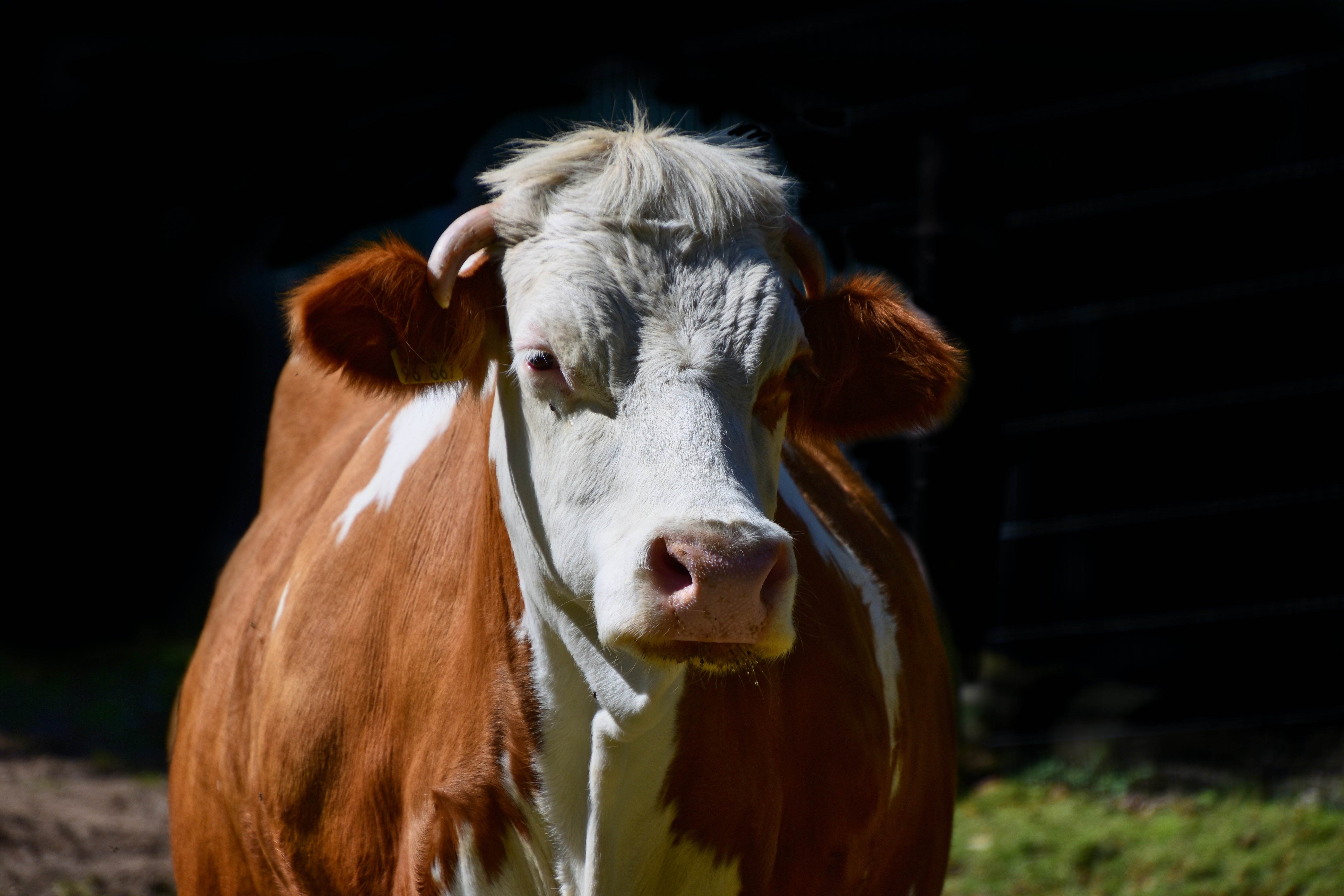 Com els fems de vaca poden ser una de les claus perquè els vaixells no contaminin