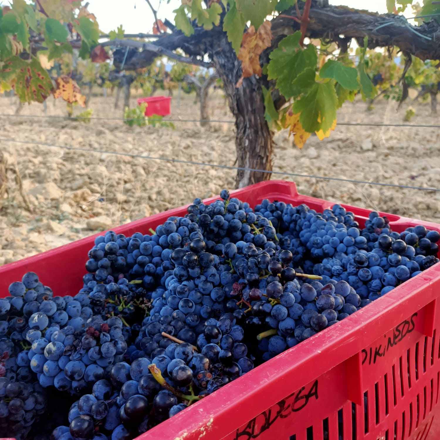 Los aranceles de EEUU afectarán a menos del 5% de las exportaciones españolas agropecuarias, según Gestha