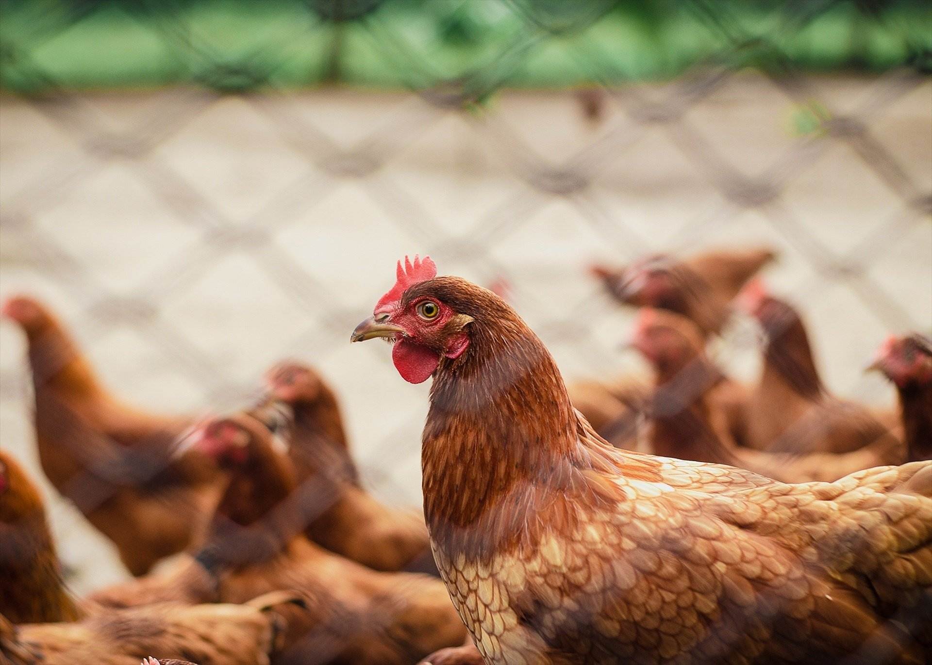Després de l'oli, el pollastre: el seu preu es triplicarà per la norma del benestar animal