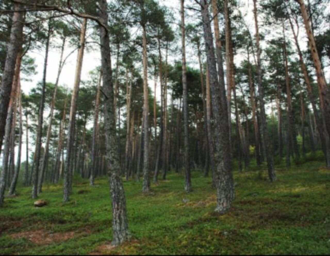 Invertir en gestión forestal, opción para empresas que compensen la huella de carbono