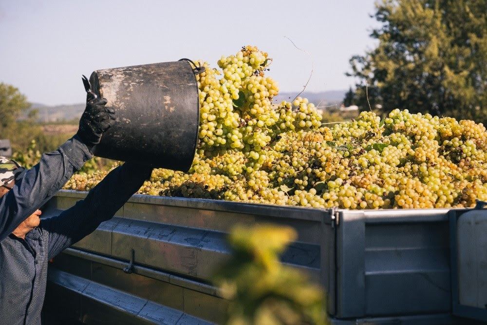 Los productores de cava prevén superar en ventas los 250 millones de botellas en 2023