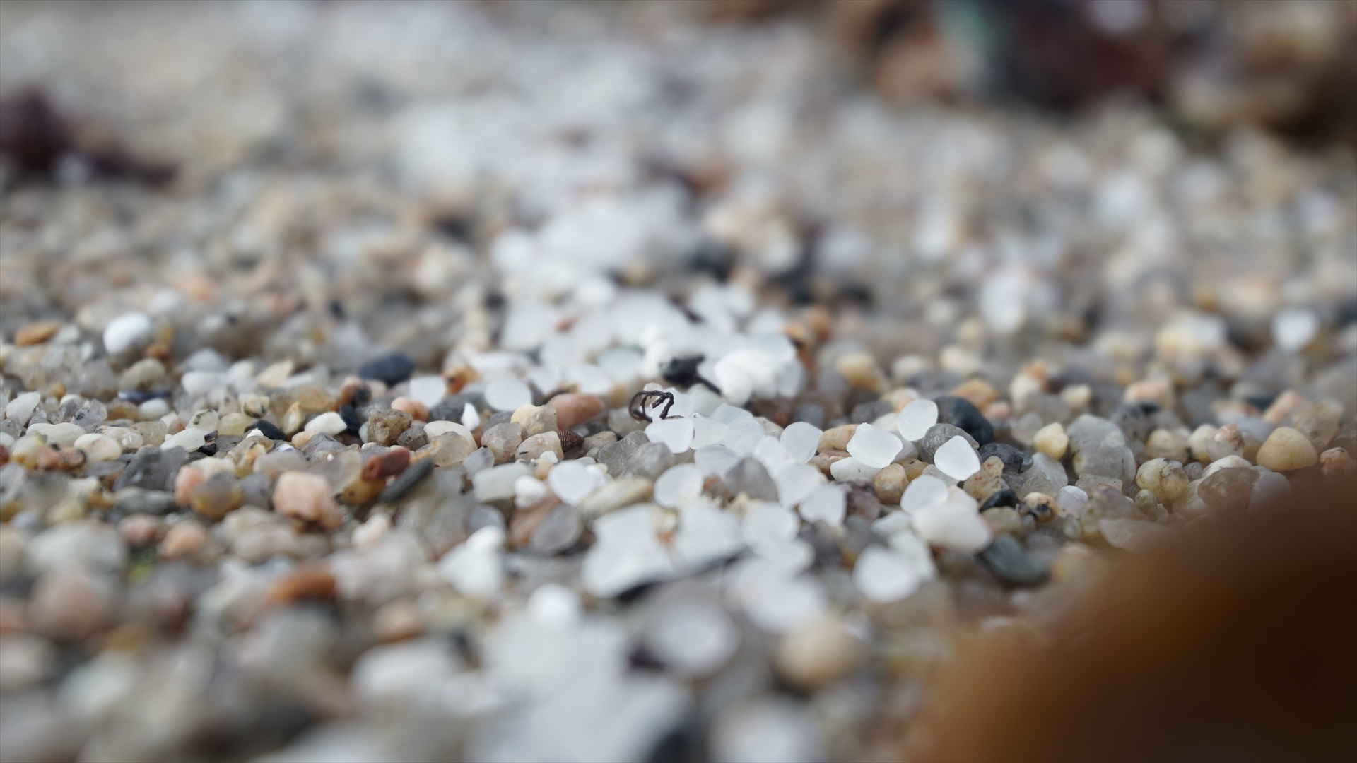 EuropaPress 5675960 pellets plastico playa sabon enero 2024 coruna galicia espana voluntarios