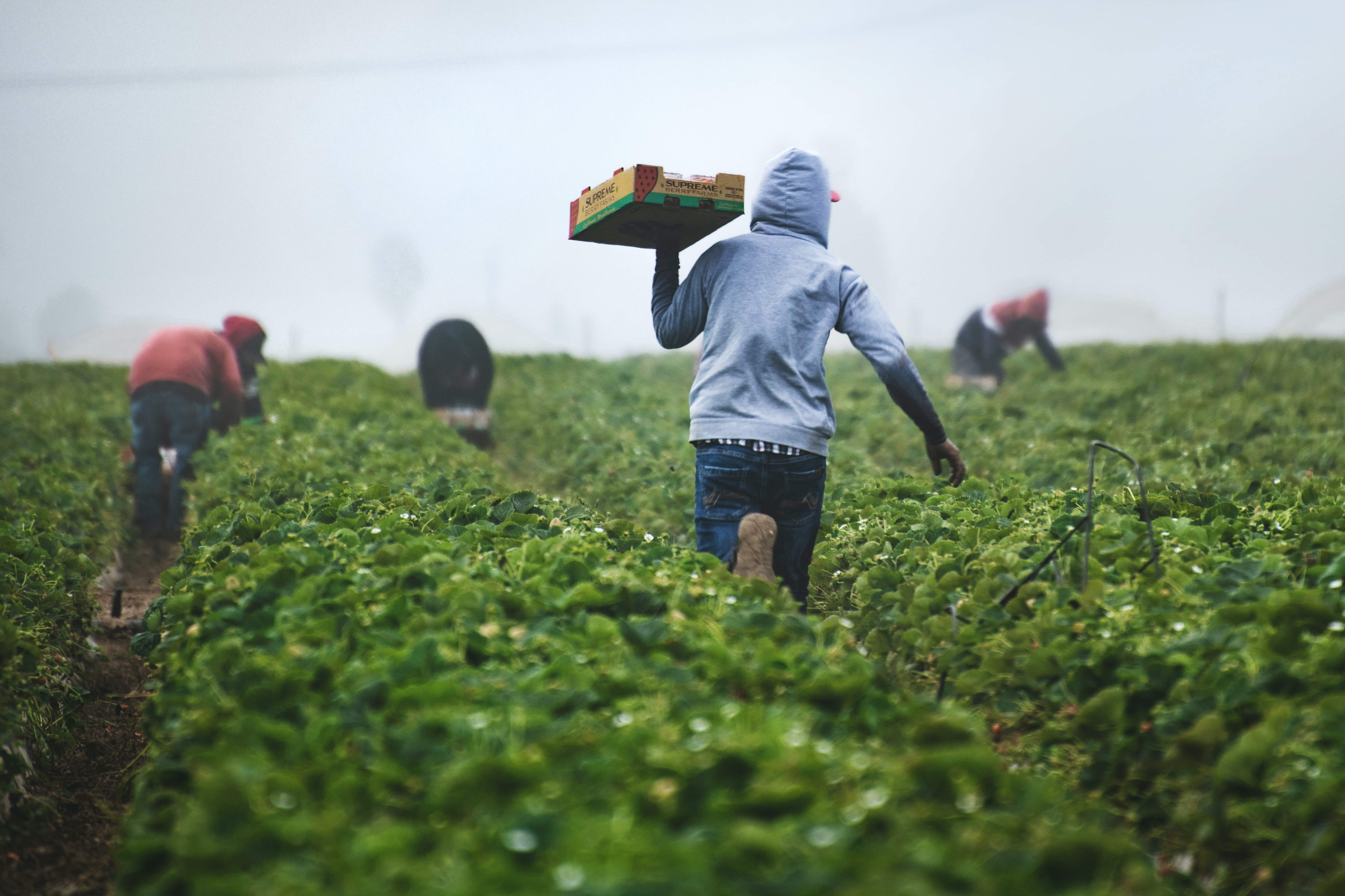 Agricultores marroquíes denuncian en España los ataques a sus productos