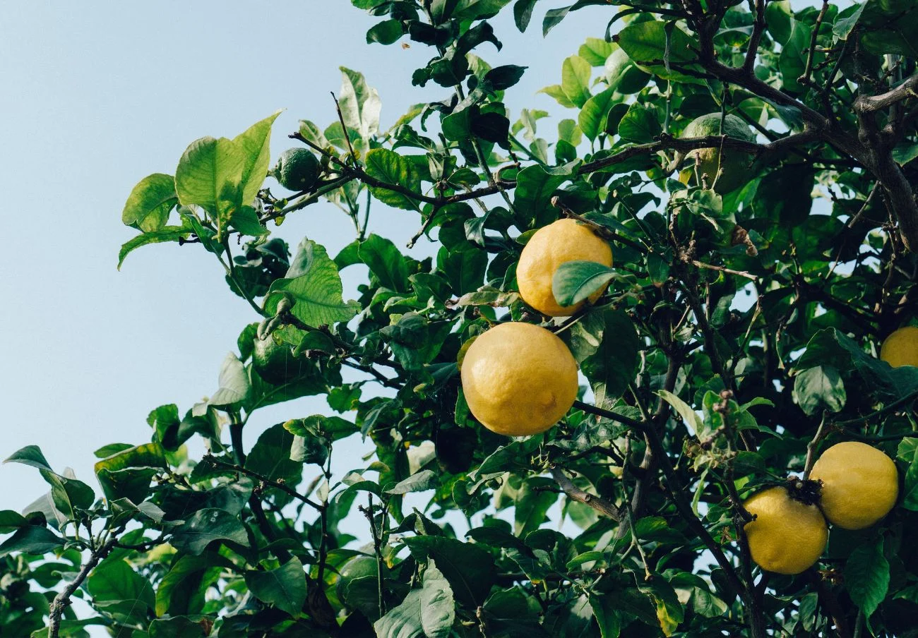 Los limones valen 10 veces más en el supermercado que en origen: así se encarecen frutas y verduras