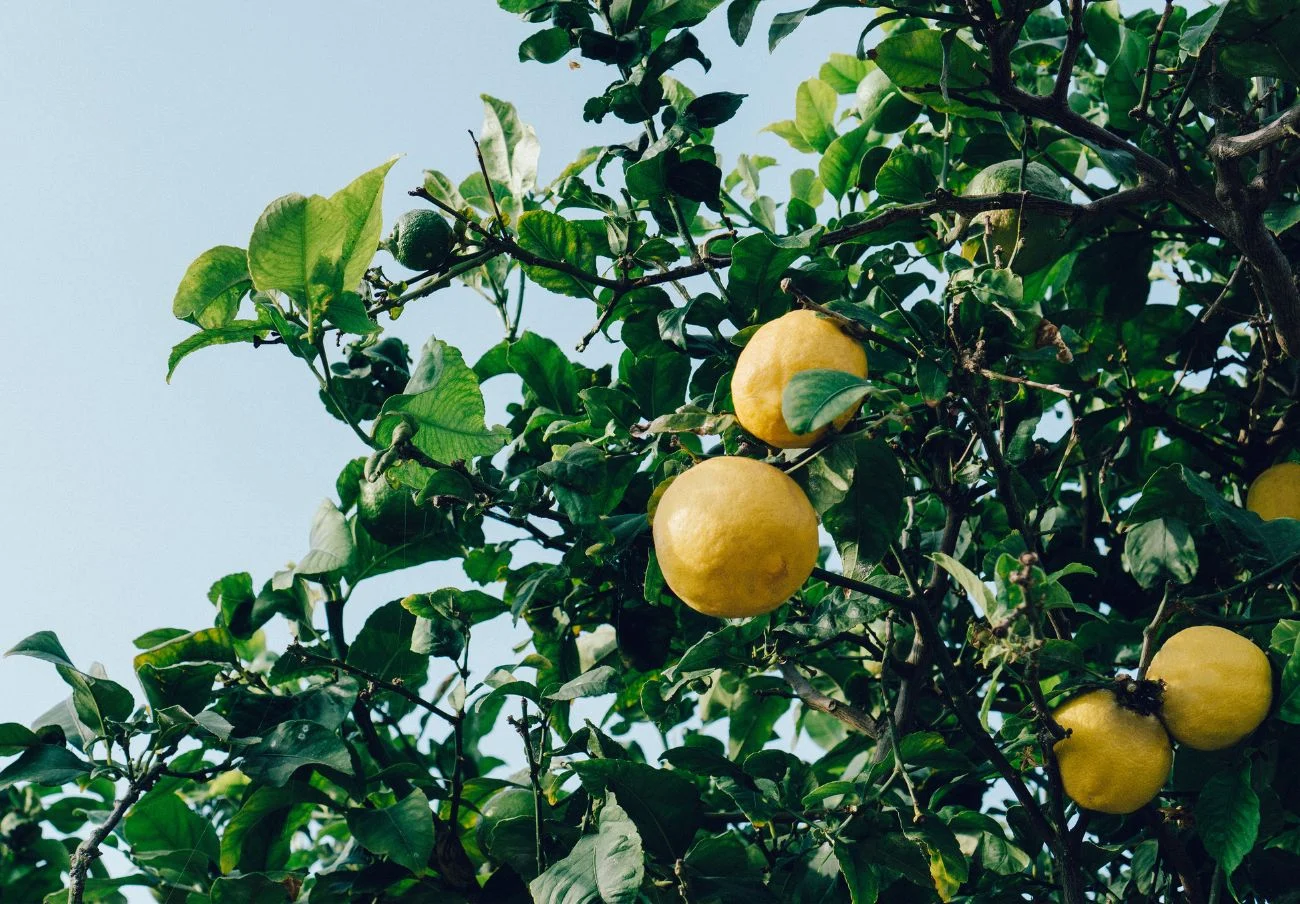 Les llimones valen 10 vegades més al supermercat que en origen: així s'encareixen fruites i verdures