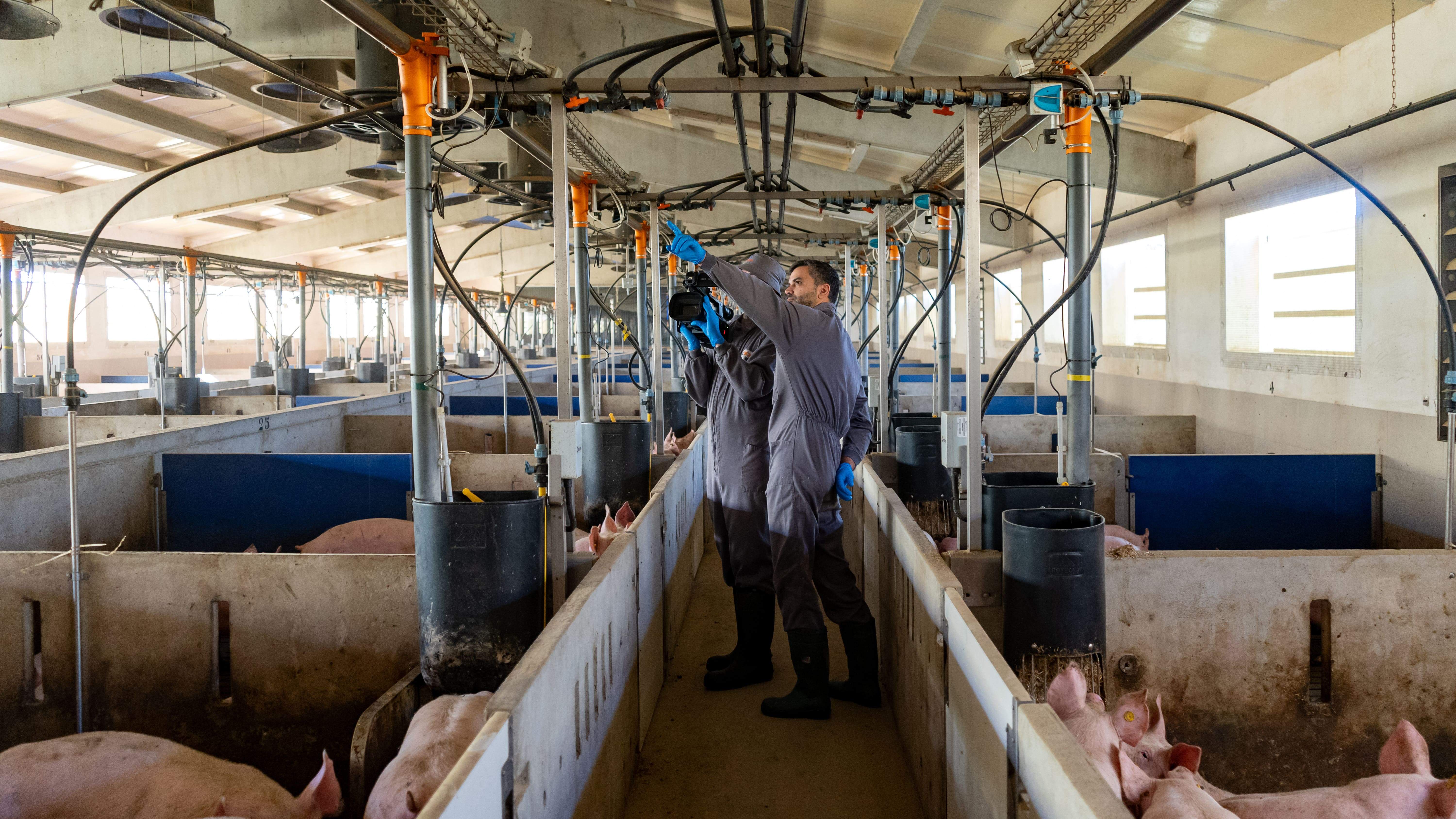 Vall Companys invierte 2,8 millones en una granja laboratorio de crianza porcina