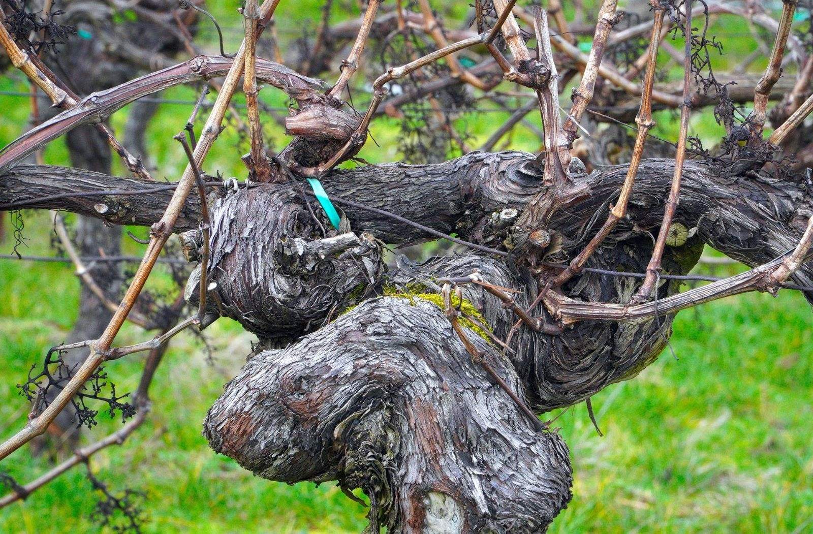 El sector vitivinícola del Penedès pide "soluciones inmediatas" para paliar la sequía